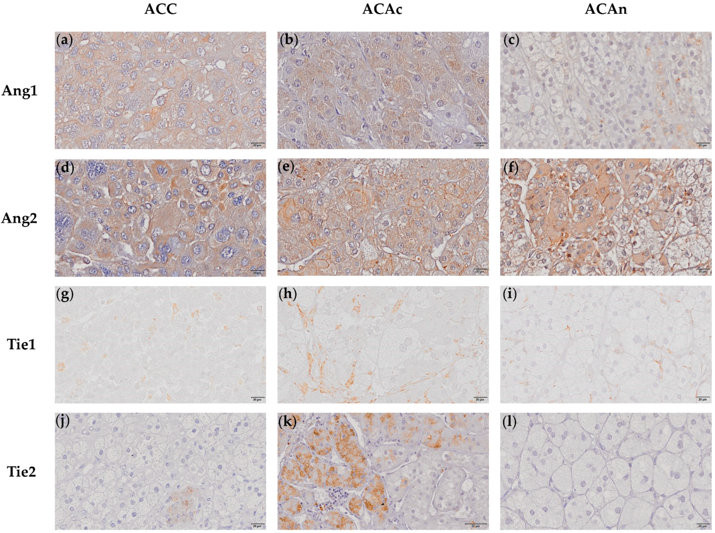 Ijms 23 05579 g004 550