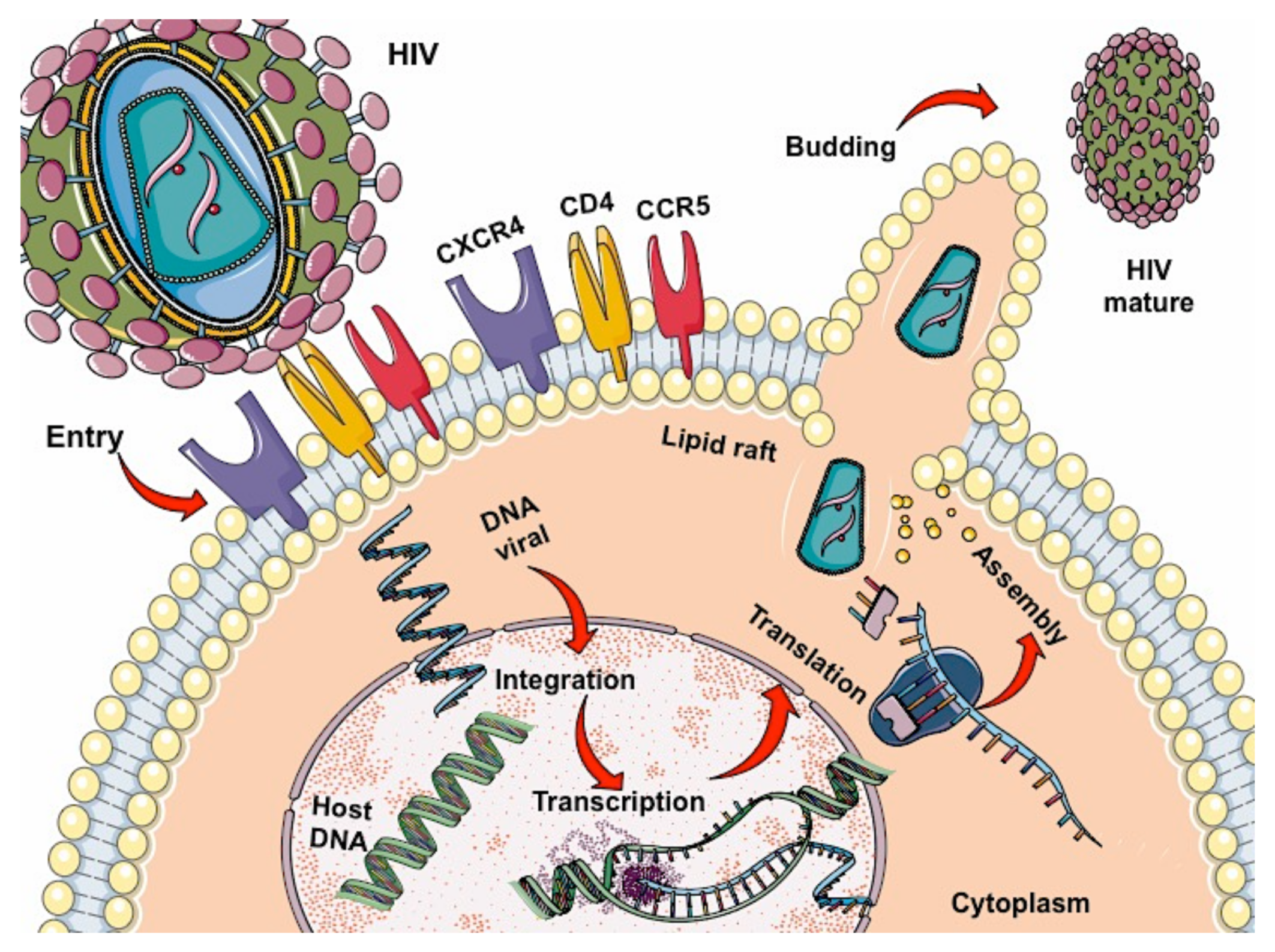 Ijms 23 05592 g001 Ijms 23 05592 g001