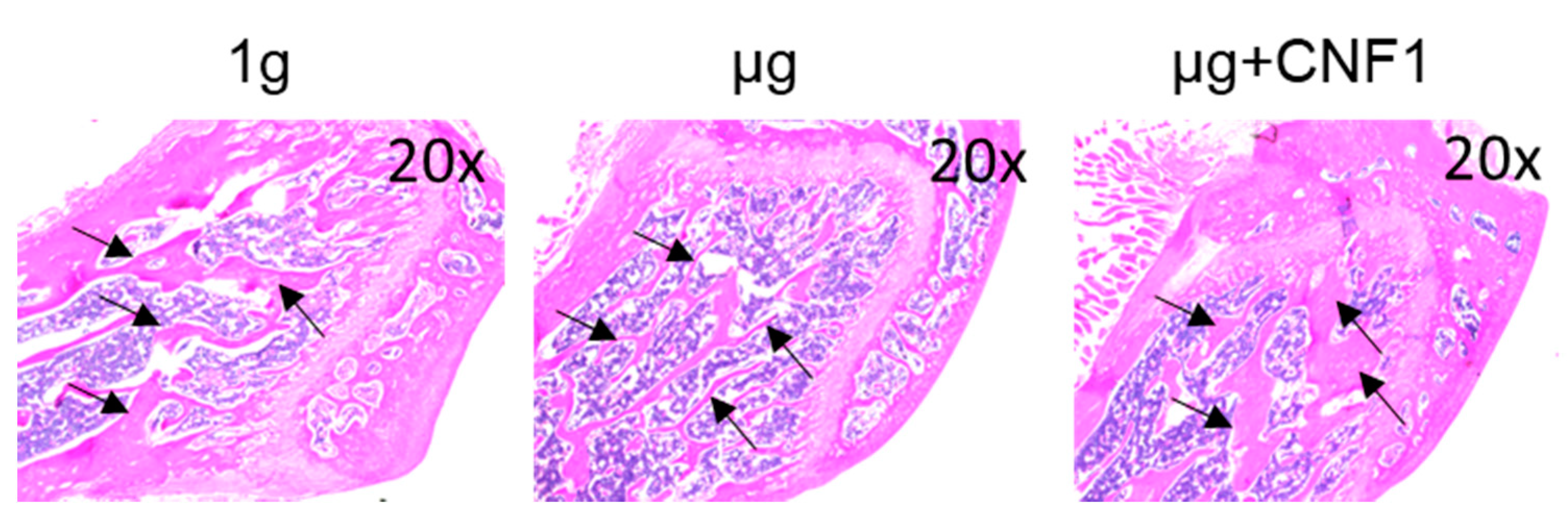 Ijms 23 05593 g005 550