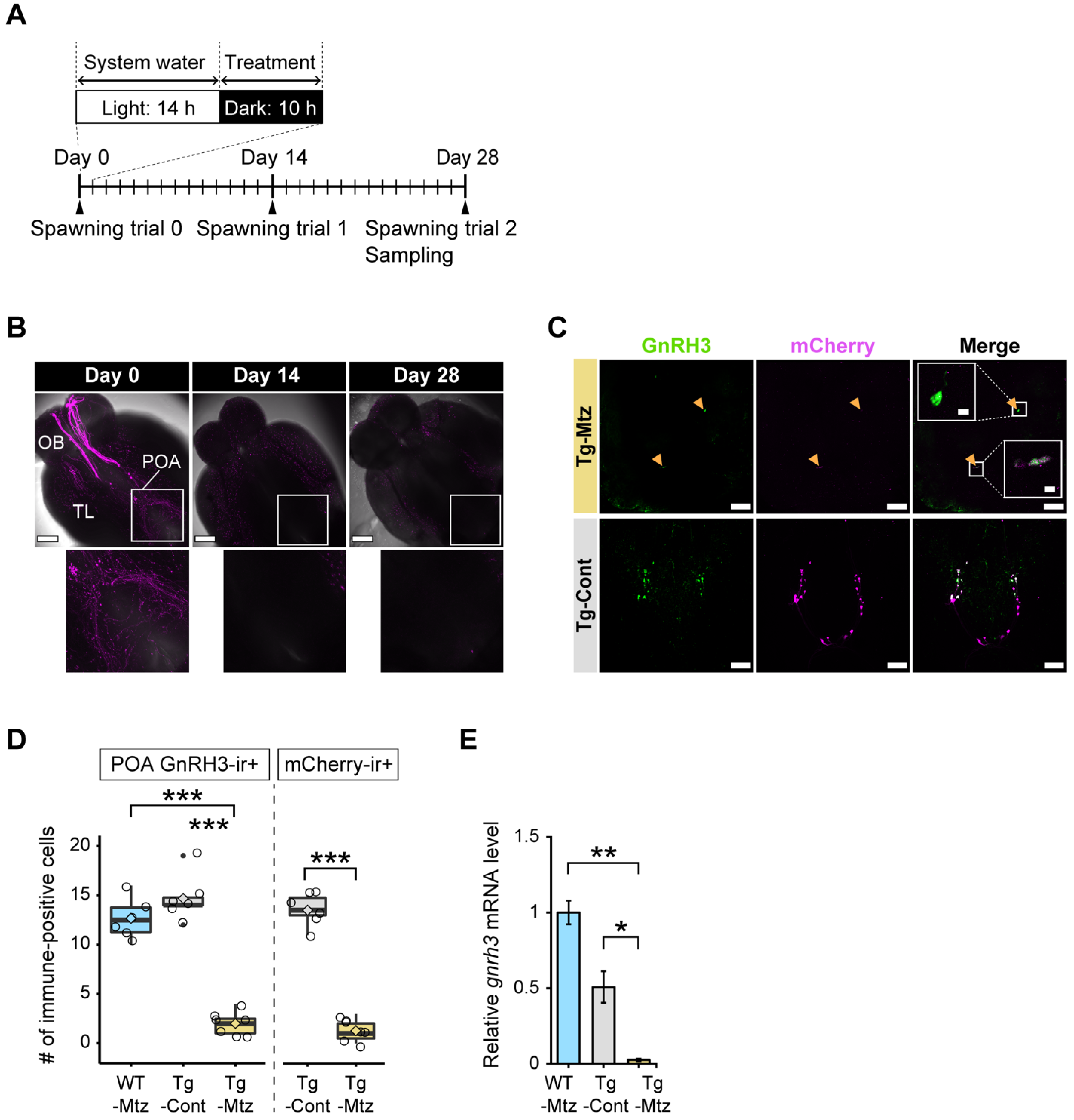 Ijms 23 05596 g001 Ijms 23 05596 g001