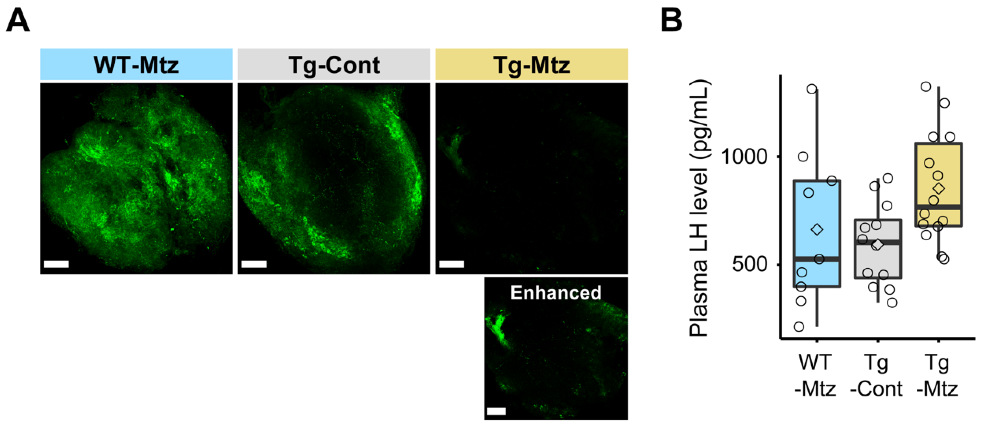 Ijms 23 05596 g002 Ijms 23 05596 g002