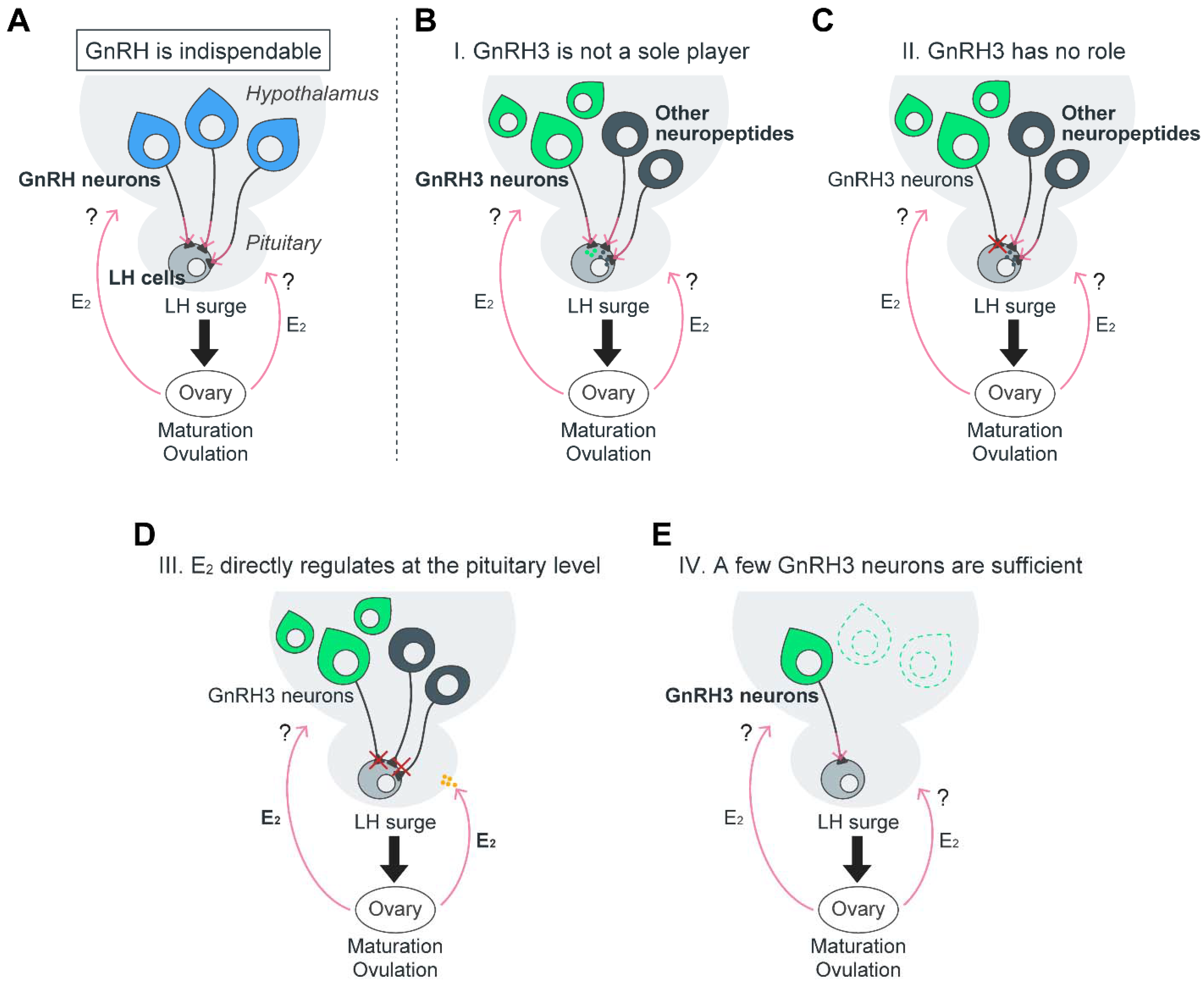 Ijms 23 05596 g005 Ijms 23 05596 g005