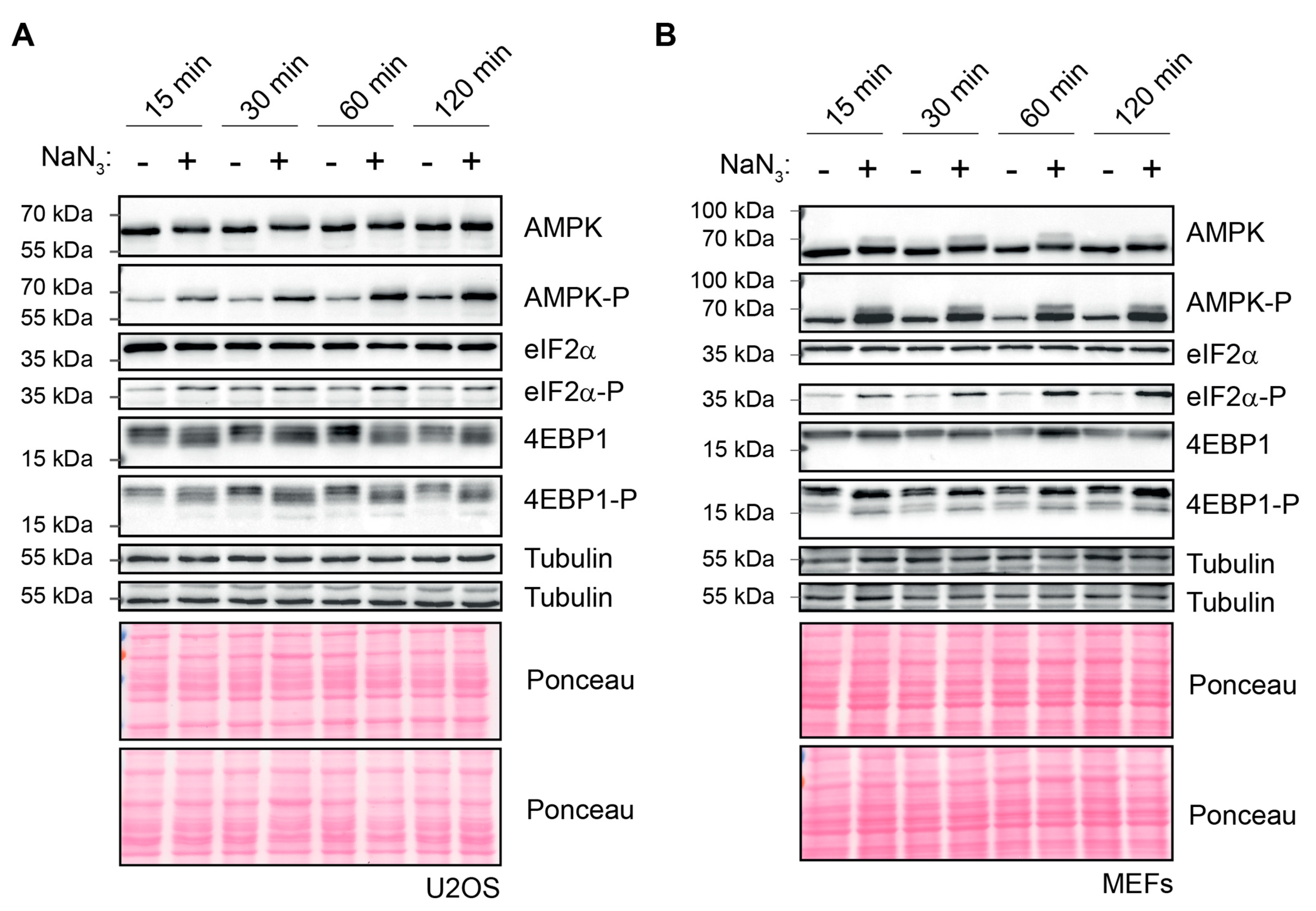 Ijms 23 05600 g004 550