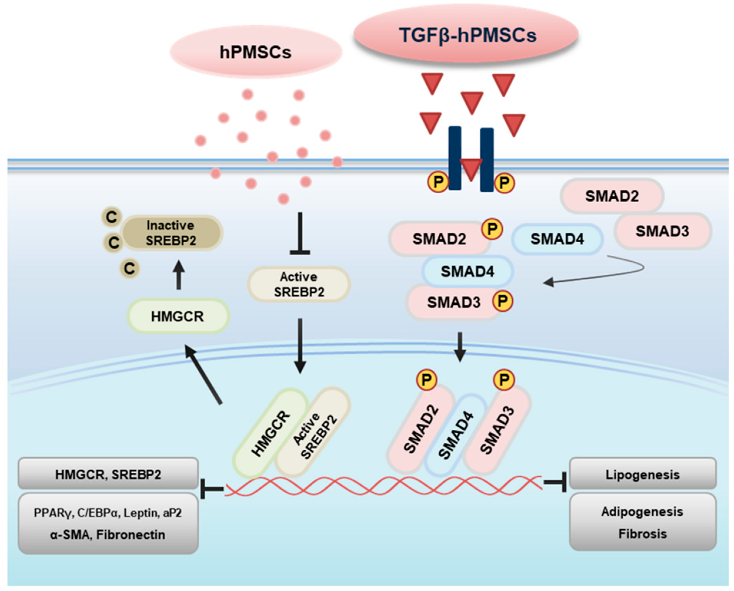 Ijms 23 05603 g005 550