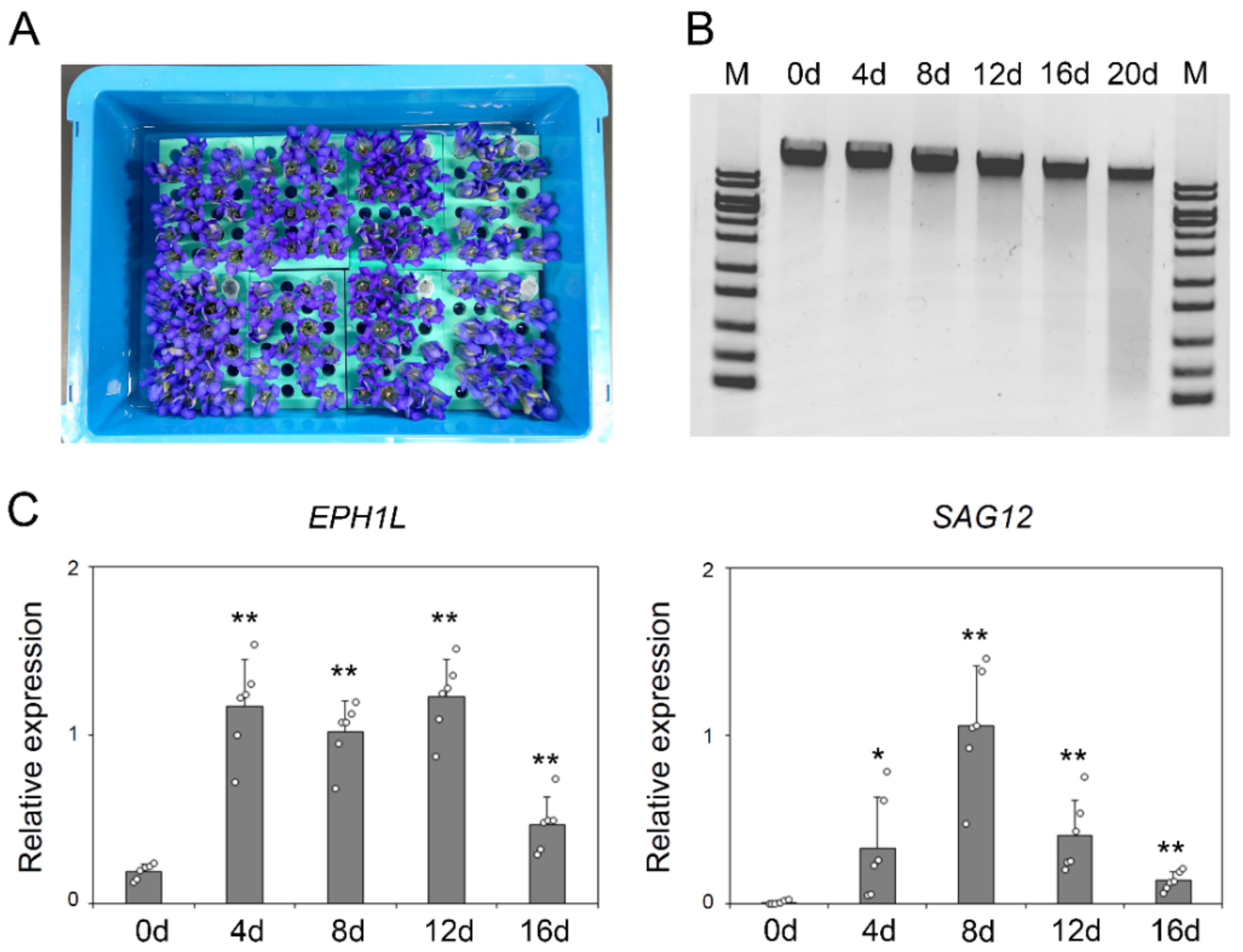 Ijms 23 05608 g003 Ijms 23 05608 g003