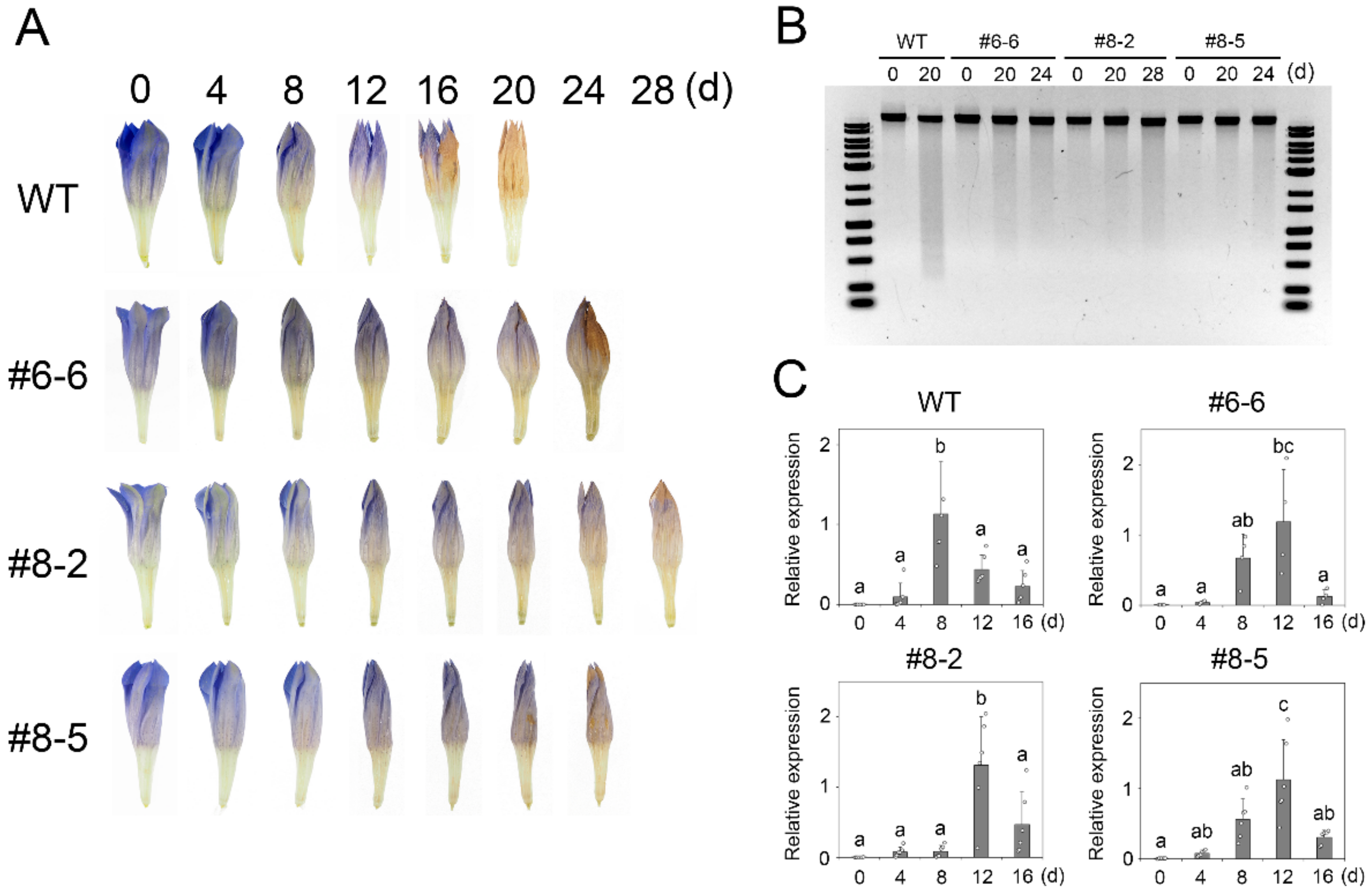 Ijms 23 05608 g005 Ijms 23 05608 g005