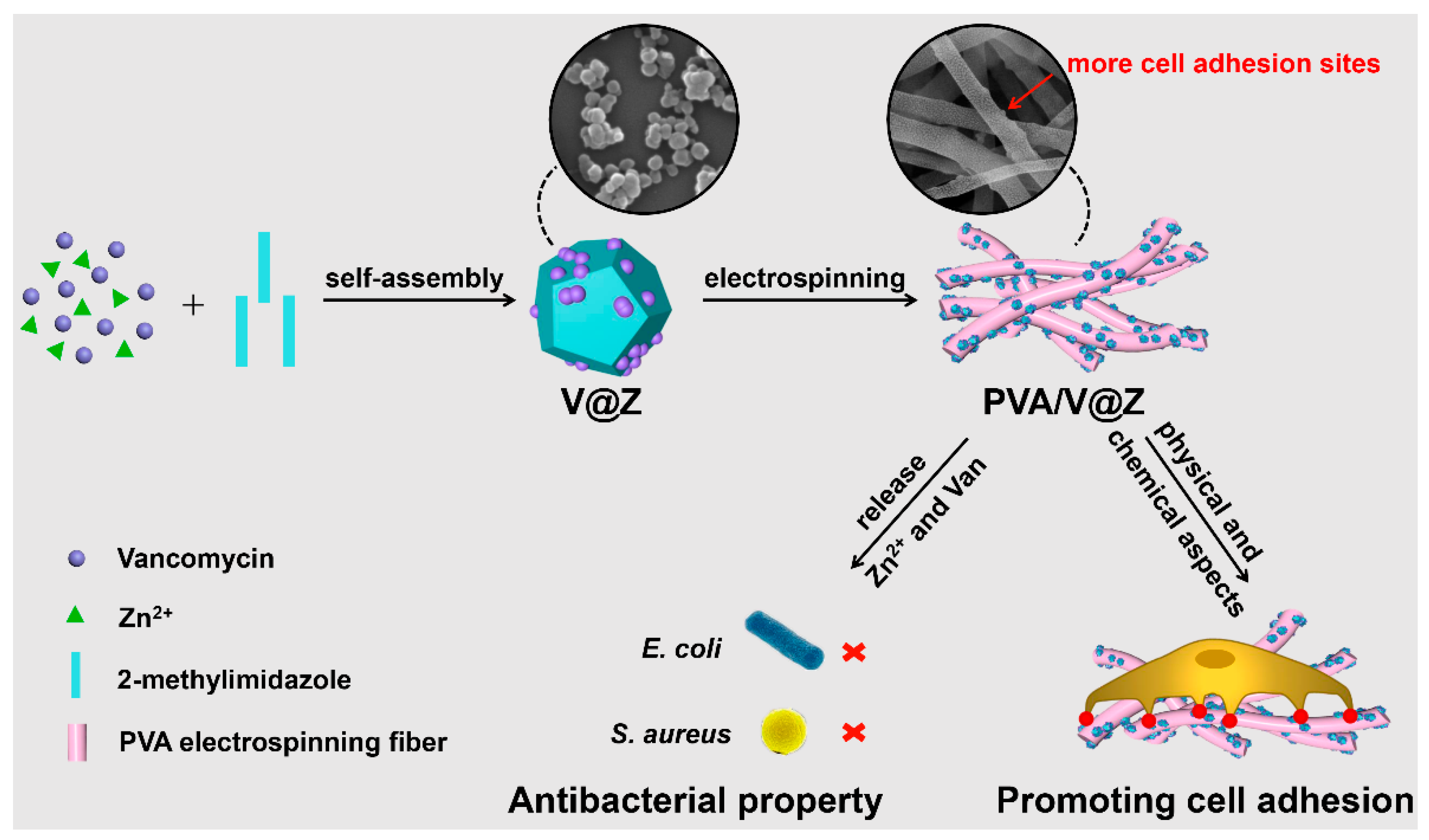 Ijms 23 05629 sch001