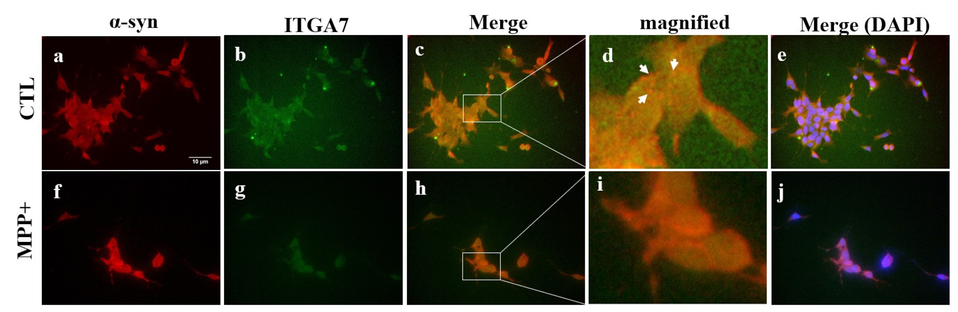 Ijms 23 05646 g006 550