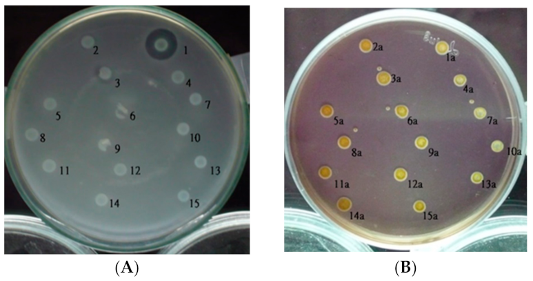Ijms 23 05649 g001 Ijms 23 05649 g001