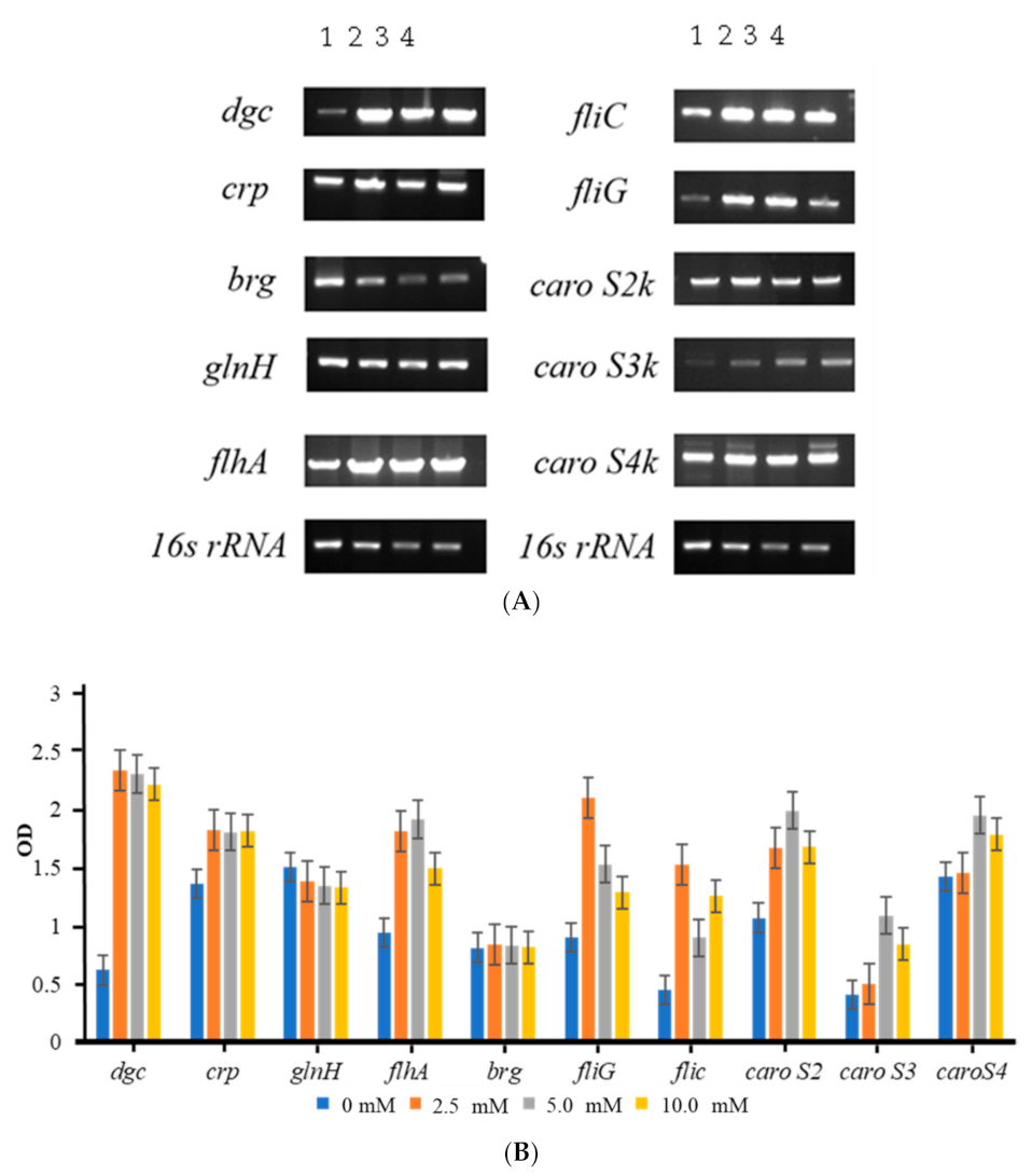 Ijms 23 05649 g004 Ijms 23 05649 g004