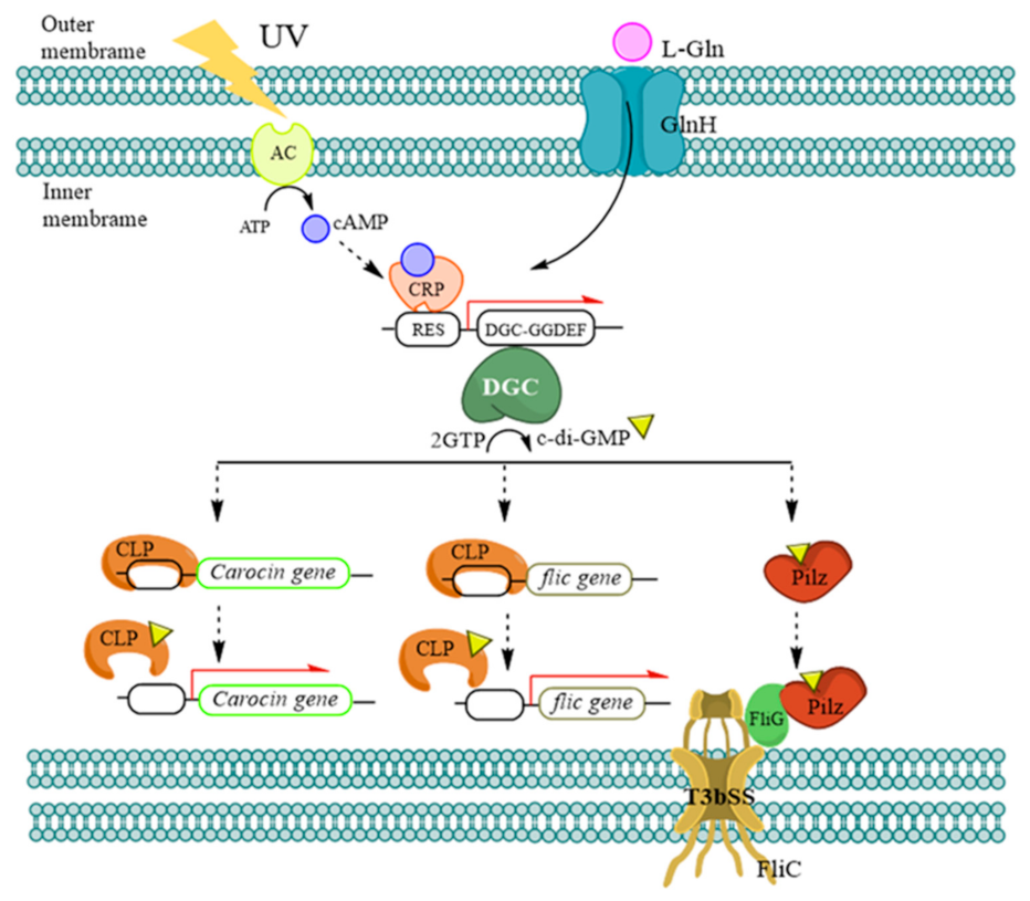 Ijms 23 05649 g005 Ijms 23 05649 g005