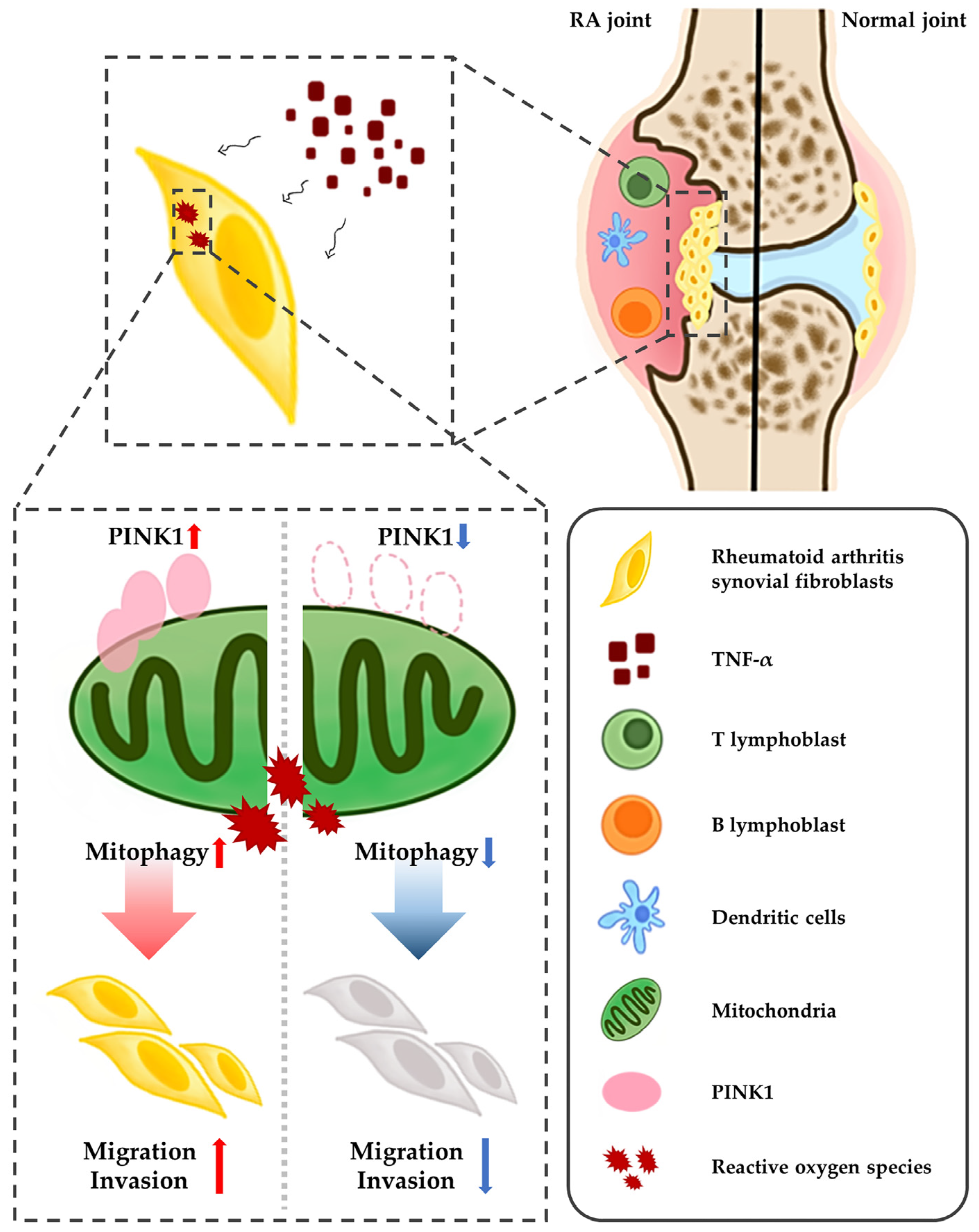 Ijms 23 05650 g005 550