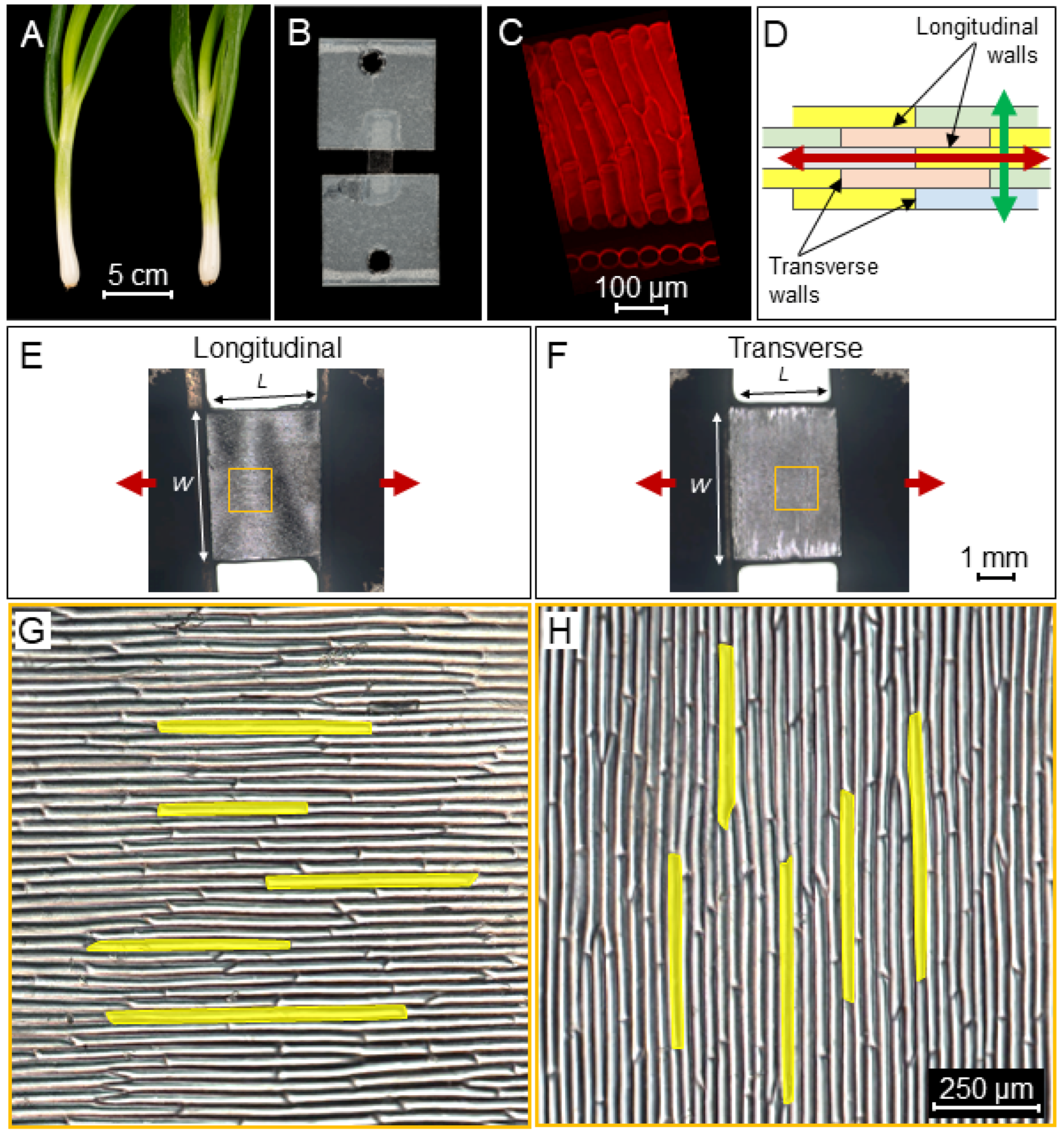 Ijms 23 05651 g001 550
