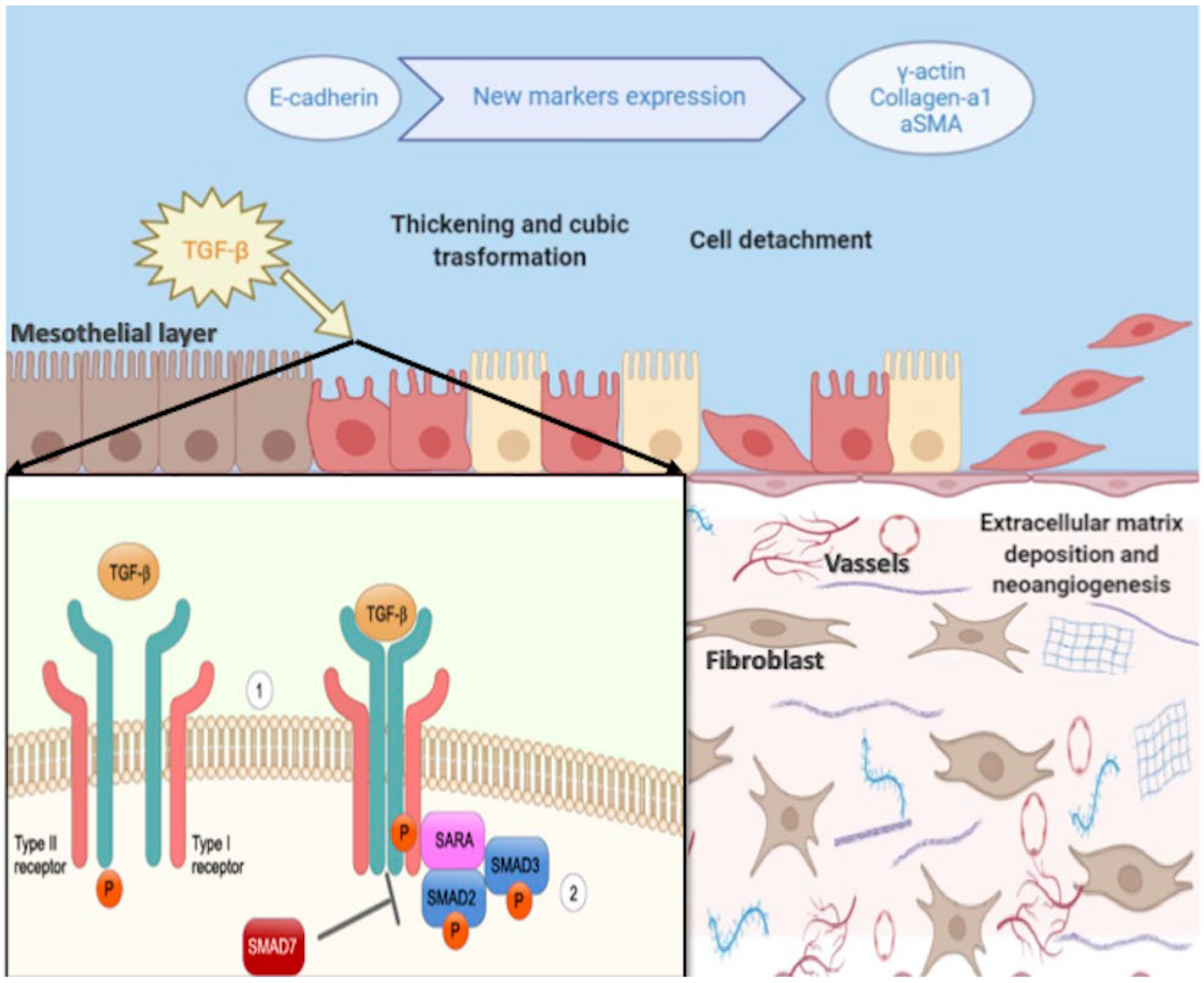 Ijms 23 05655 g001 Ijms 23 05655 g001