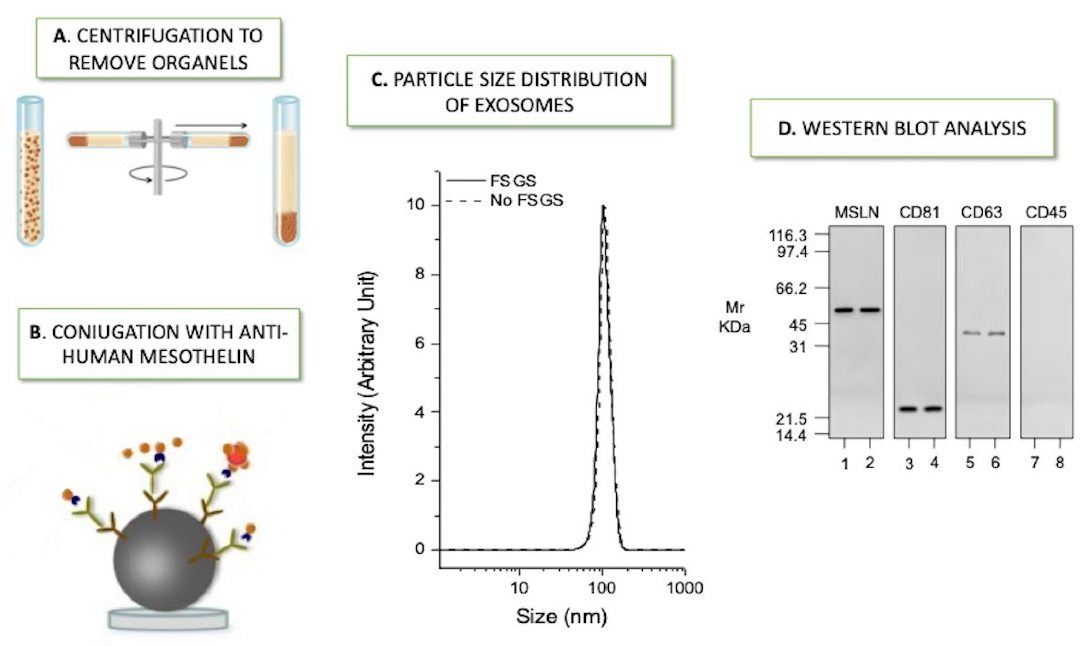 Ijms 23 05655 g002 Ijms 23 05655 g002