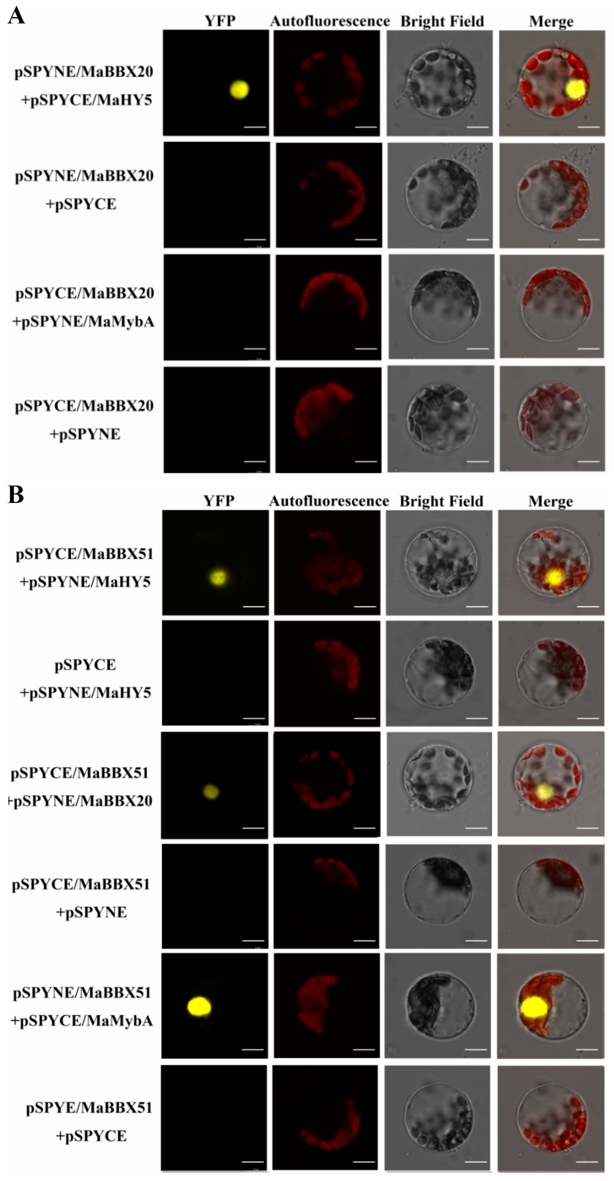 Ijms 23 05678 g006 550