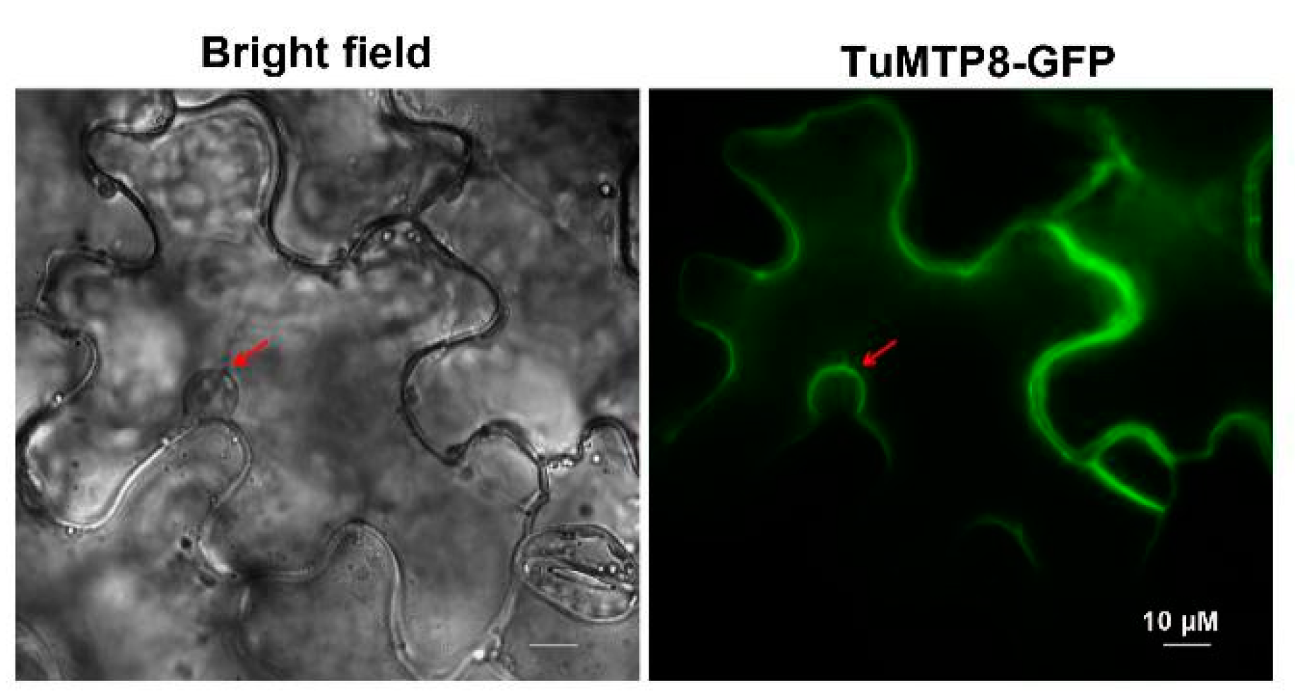Ijms 23 05683 g004 550