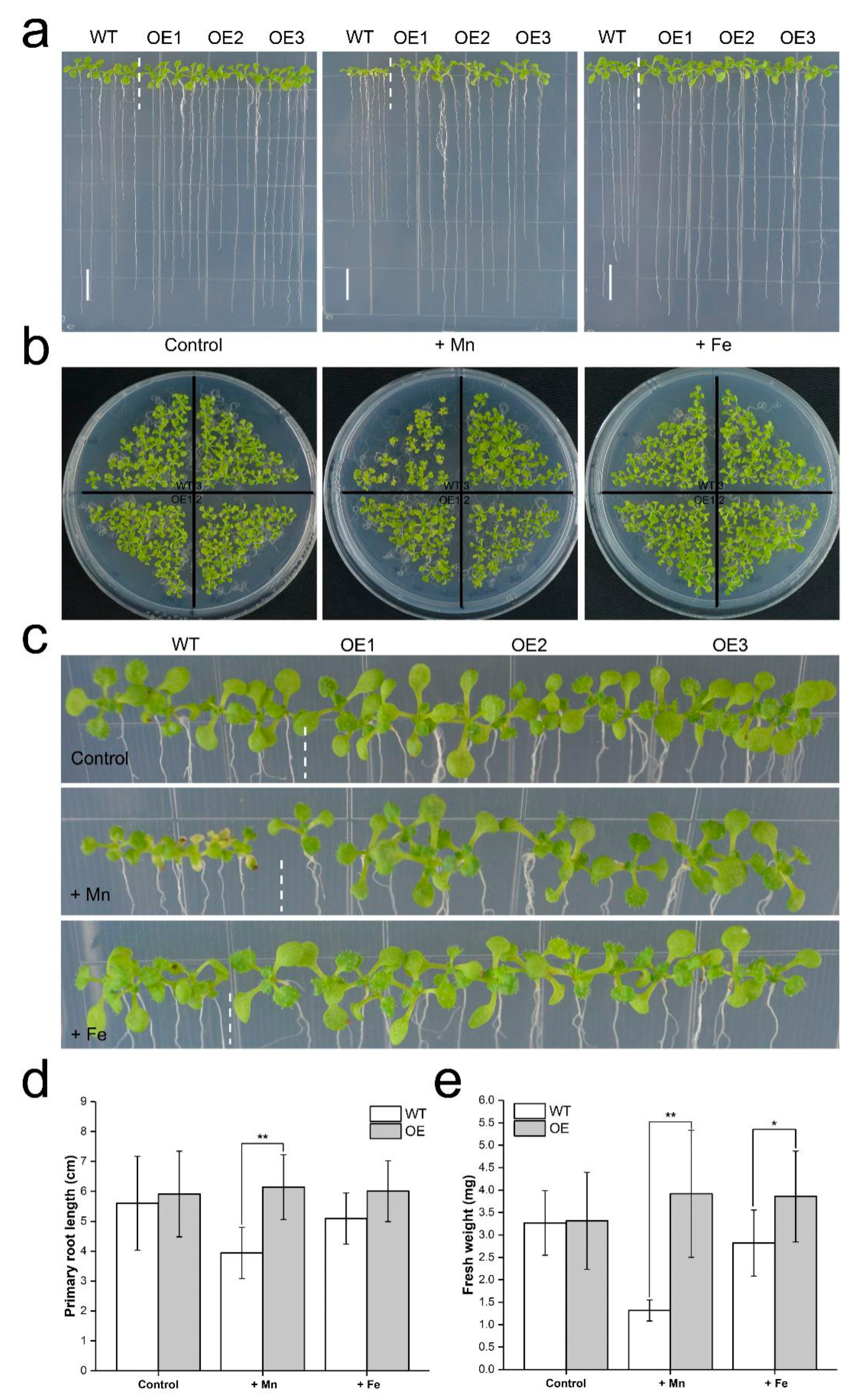 Ijms 23 05683 g005 550