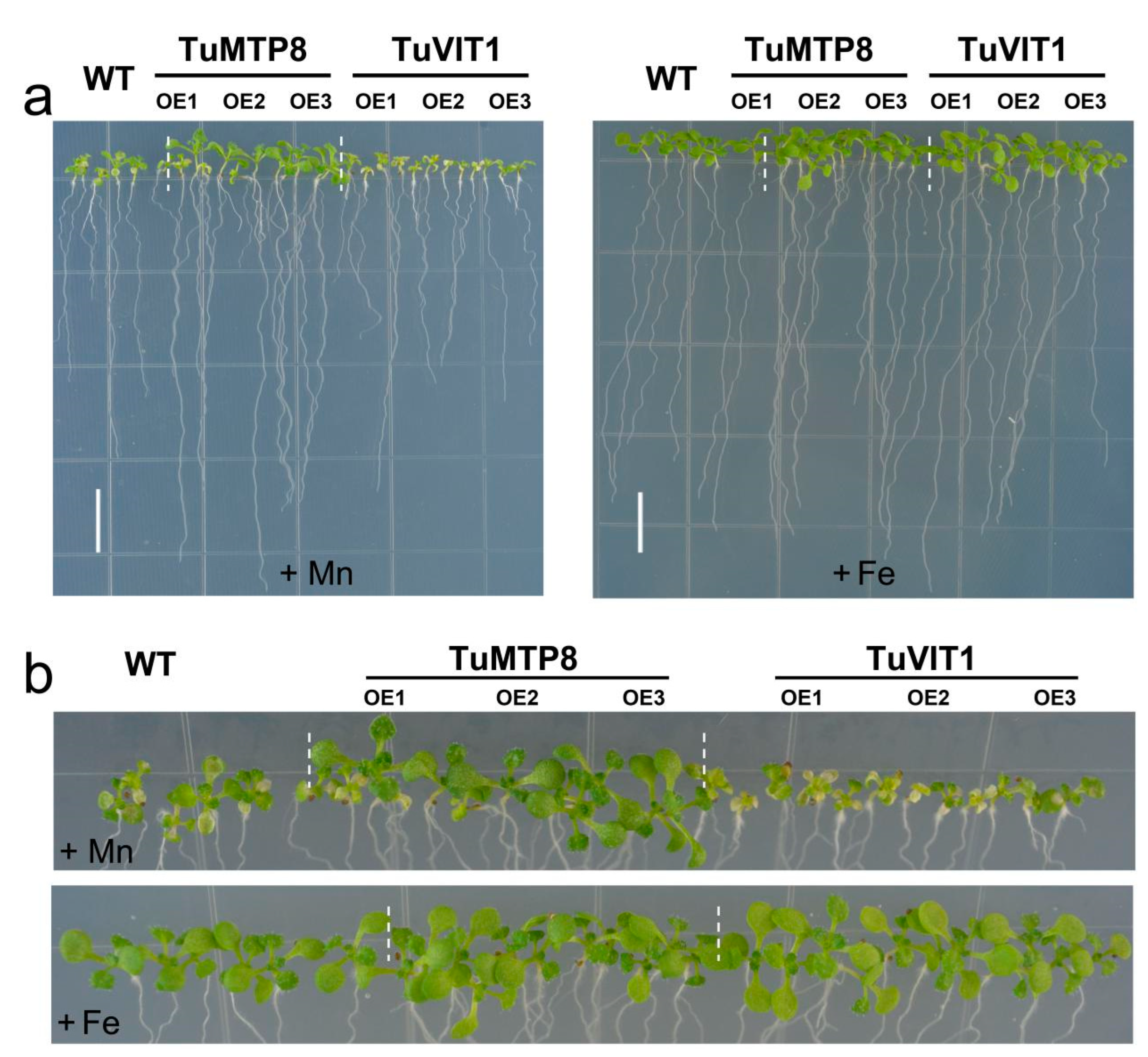 Ijms 23 05683 g006 550