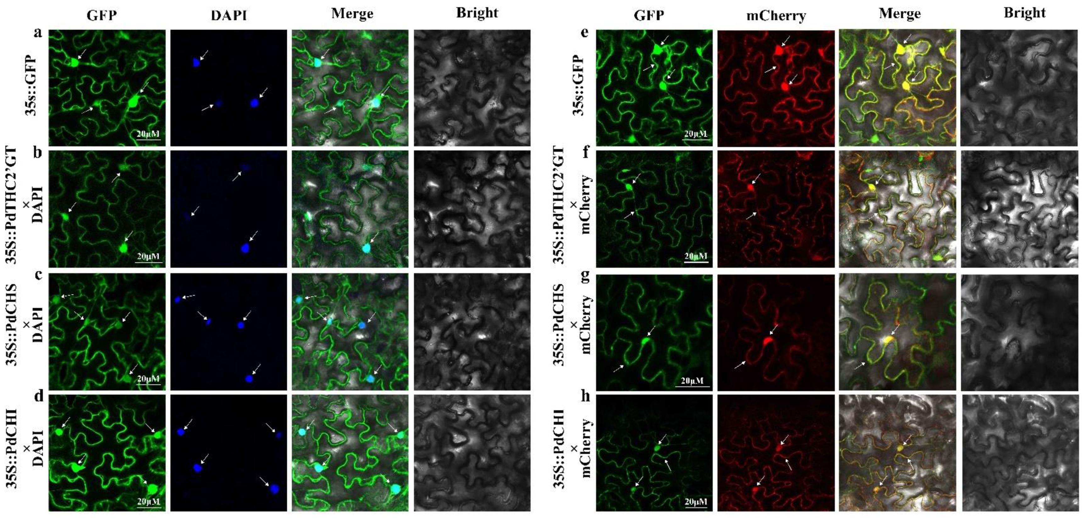 Ijms 23 05696 g005 Ijms 23 05696 g005