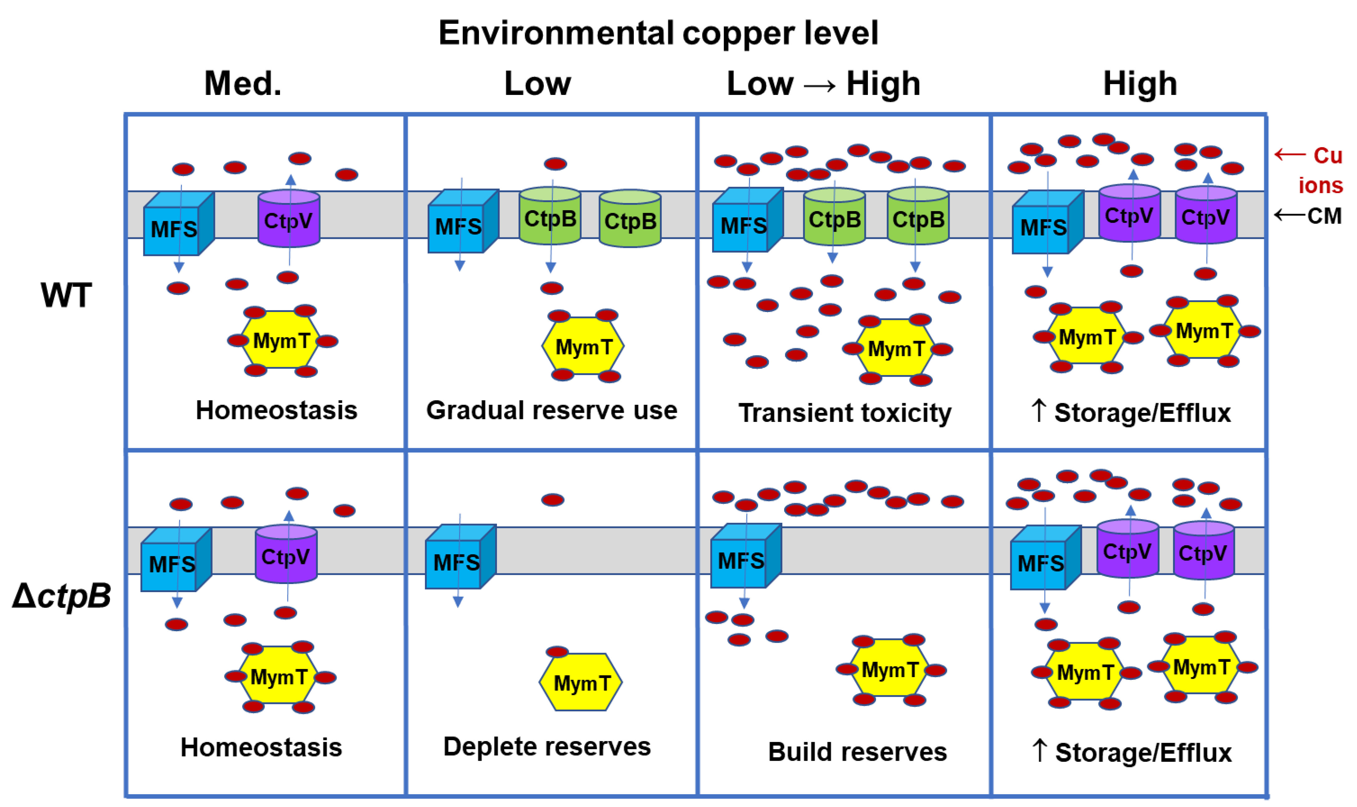 Ijms 23 05713 g007 550