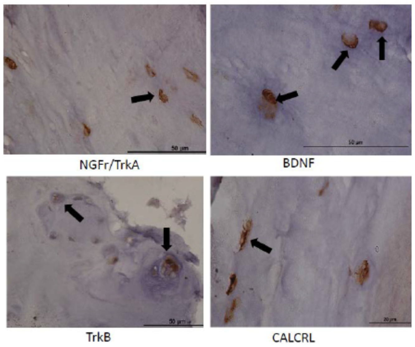 Ijms 23 05717 g007 550