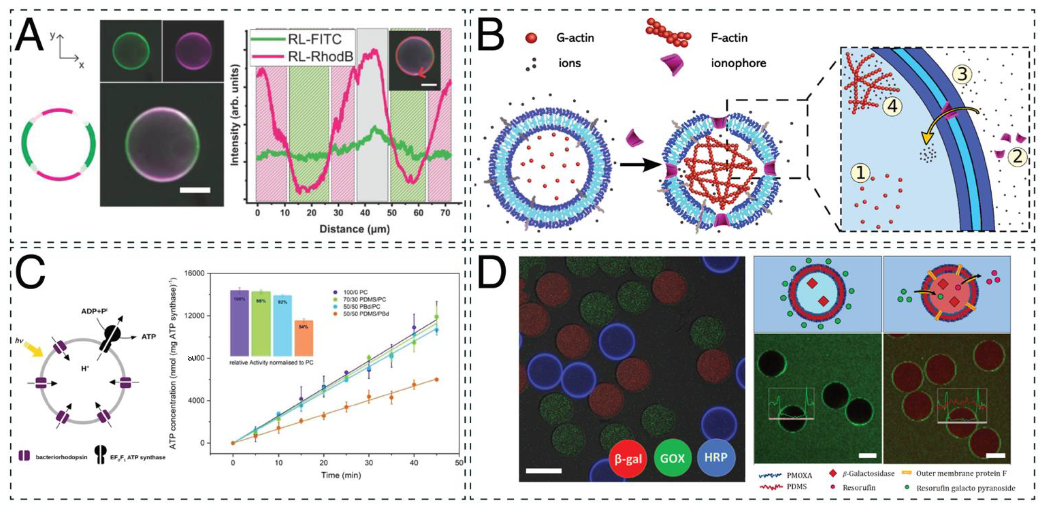Ijms 23 05718 g004 Ijms 23 05718 g004