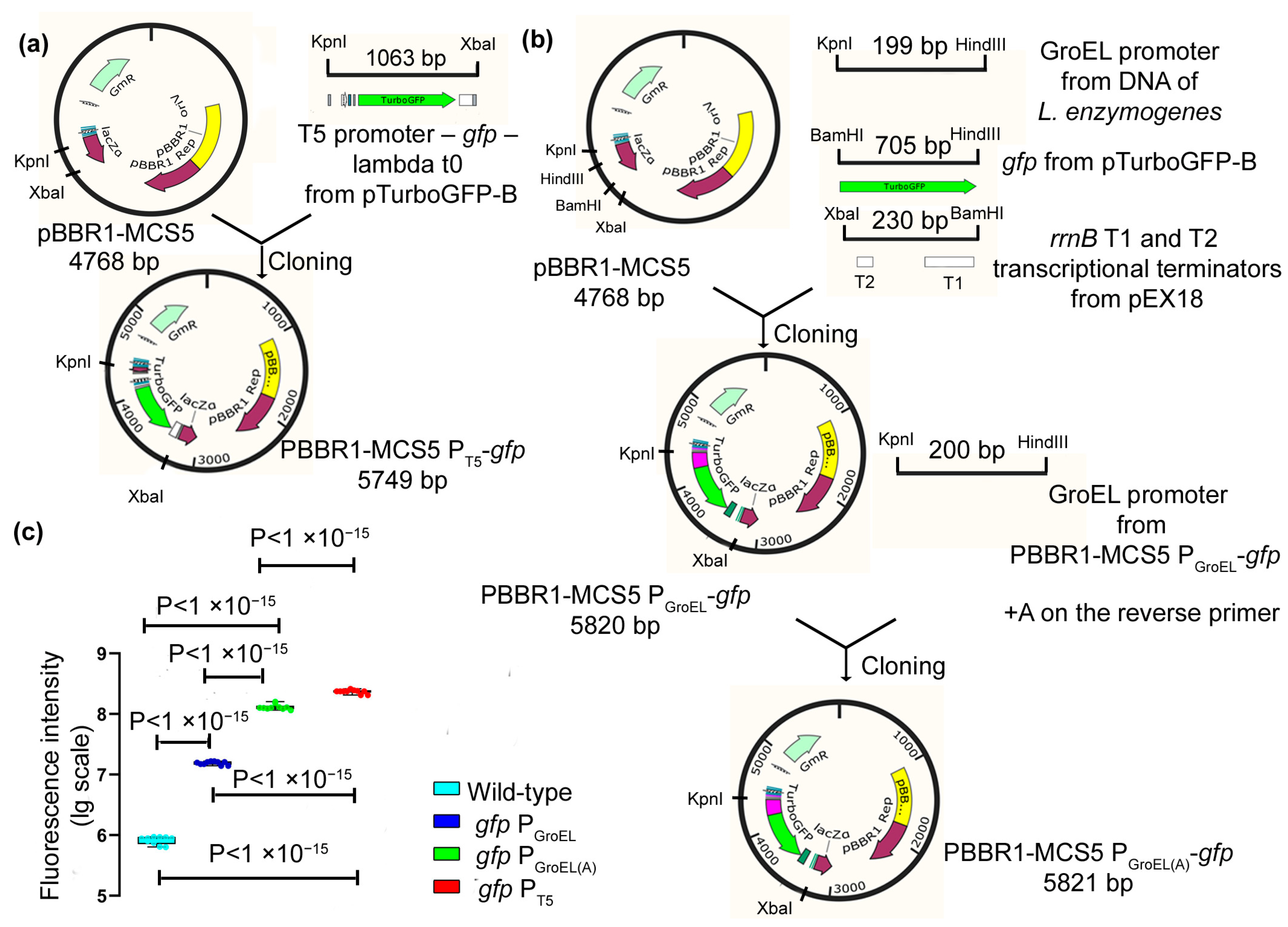 Ijms 23 05722 g001 550