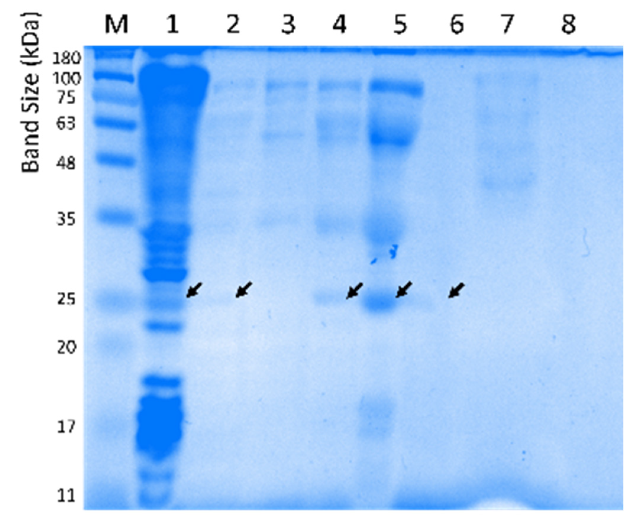 Ijms 23 05733 g004 550