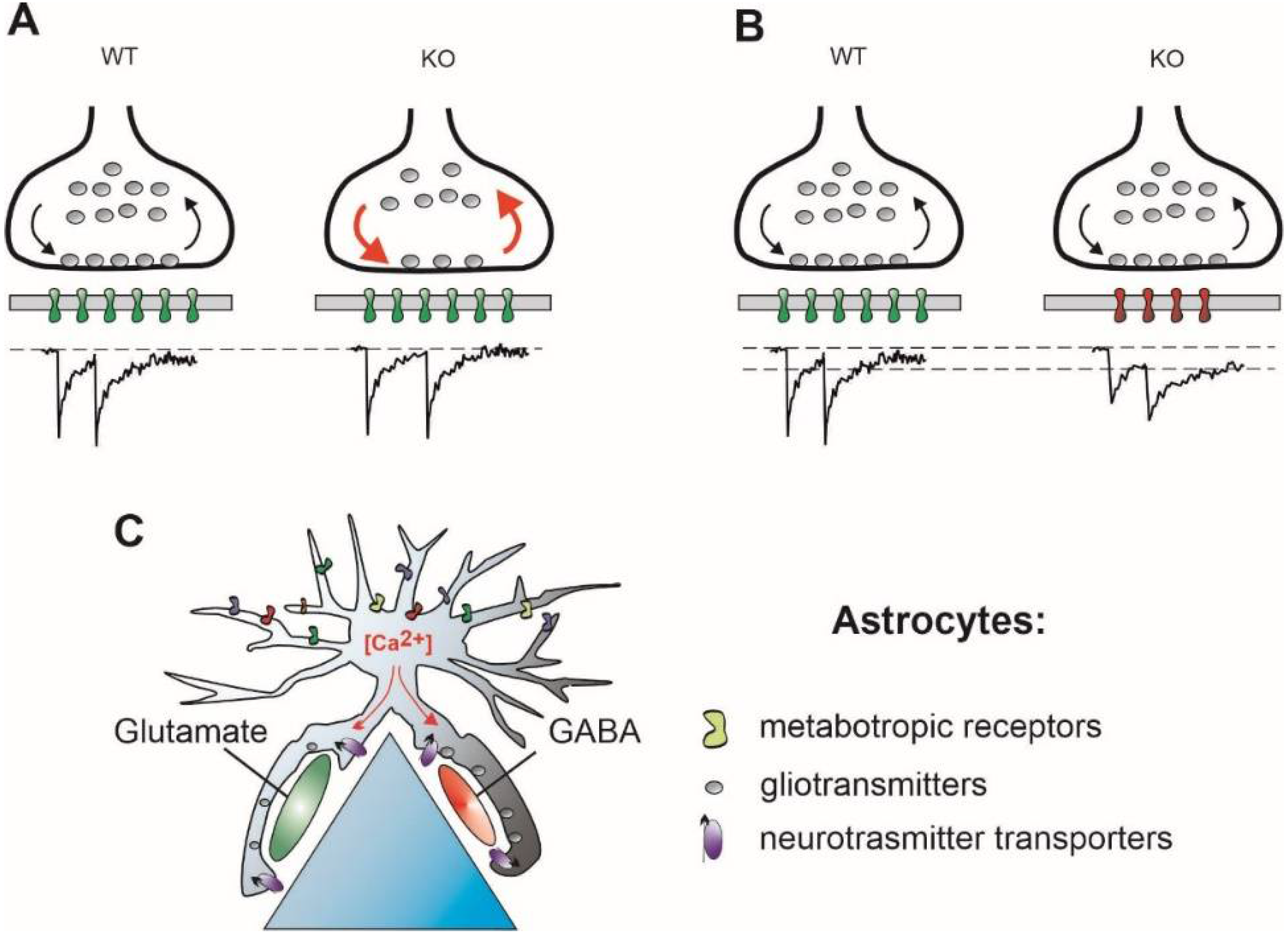 IJMS Free FullText Keeping ExcitationInhibition Ratio in Balance