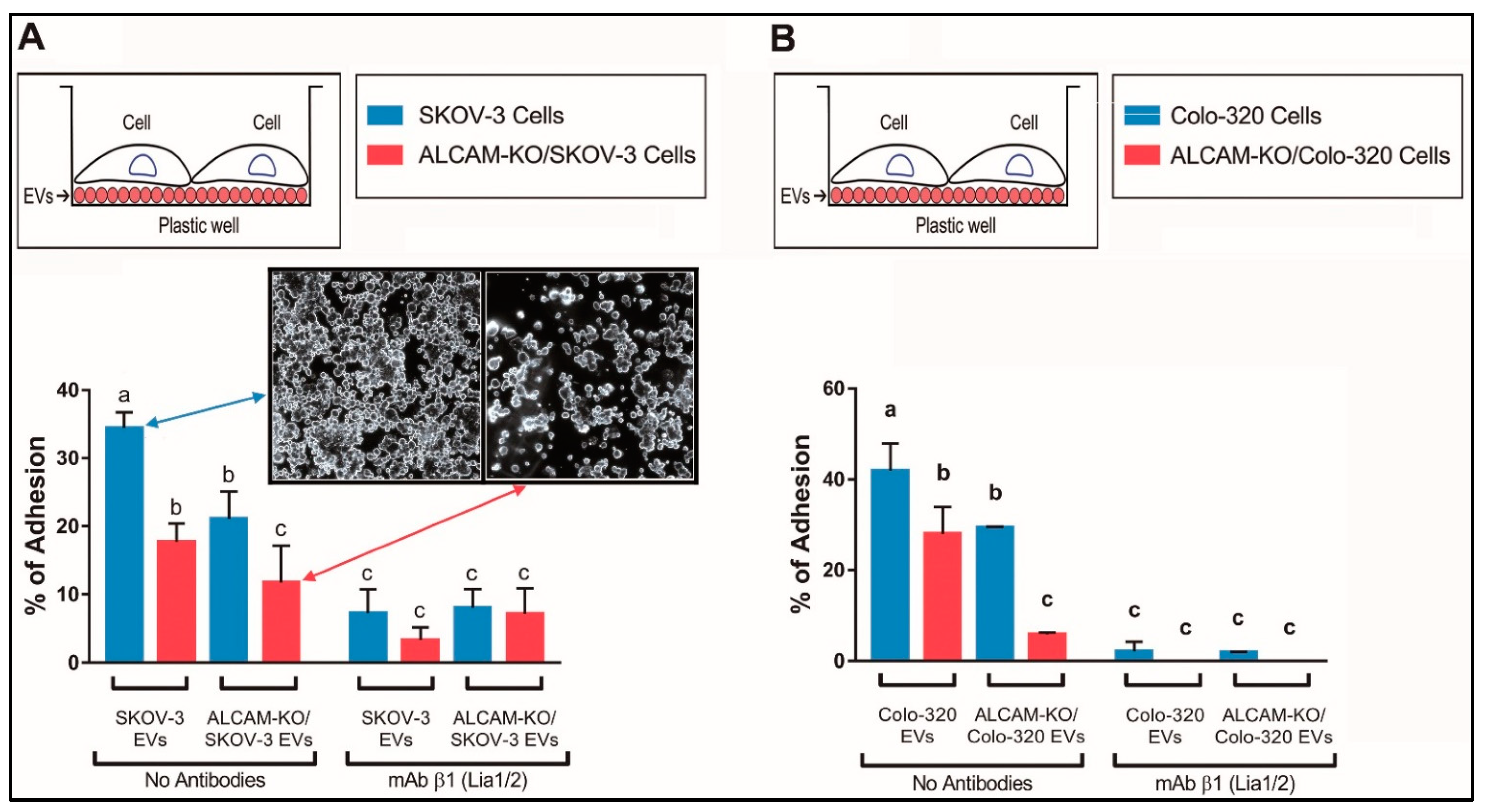 Ijms 23 05753 g003 550