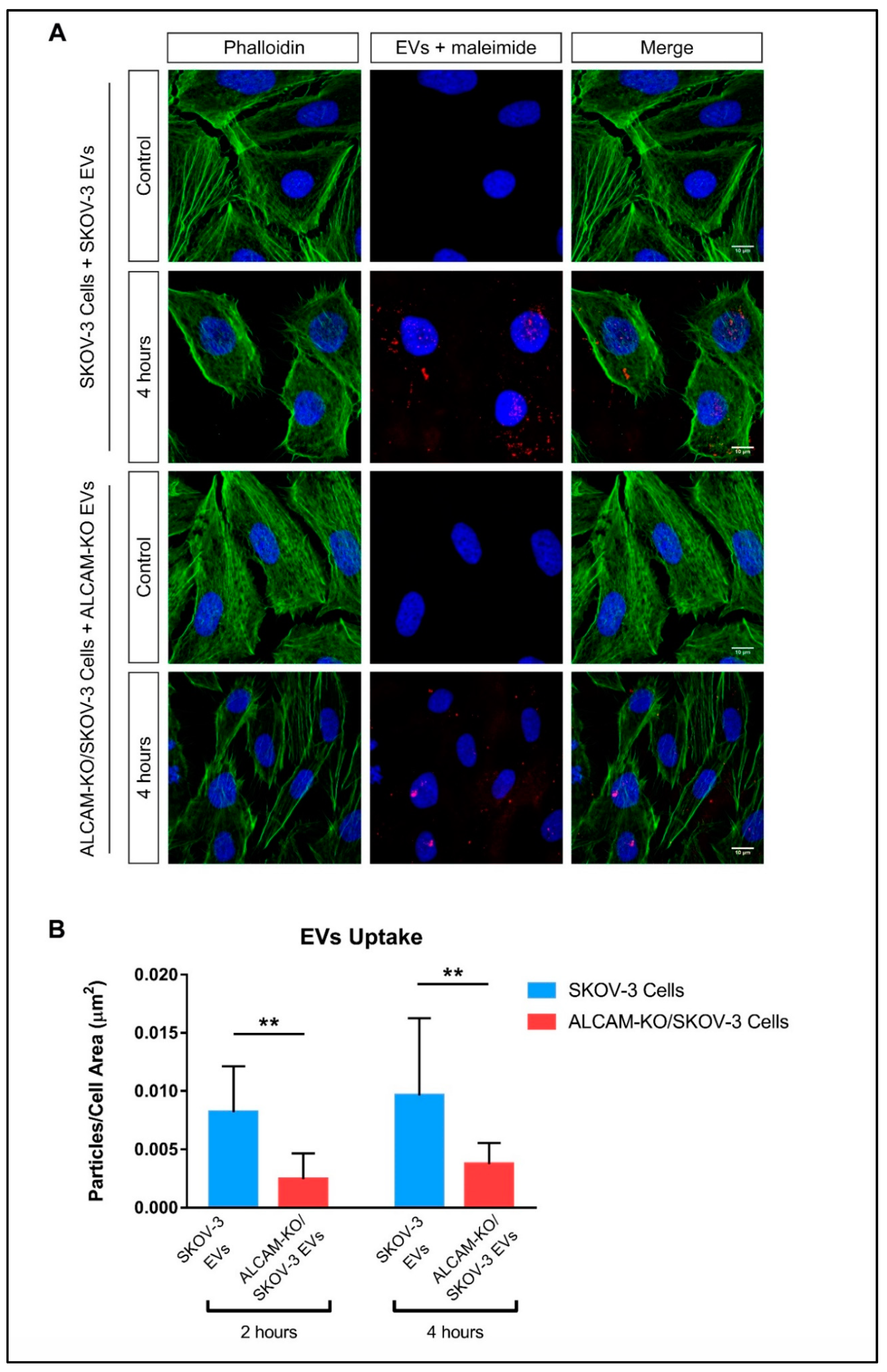 Ijms 23 05753 g005 550