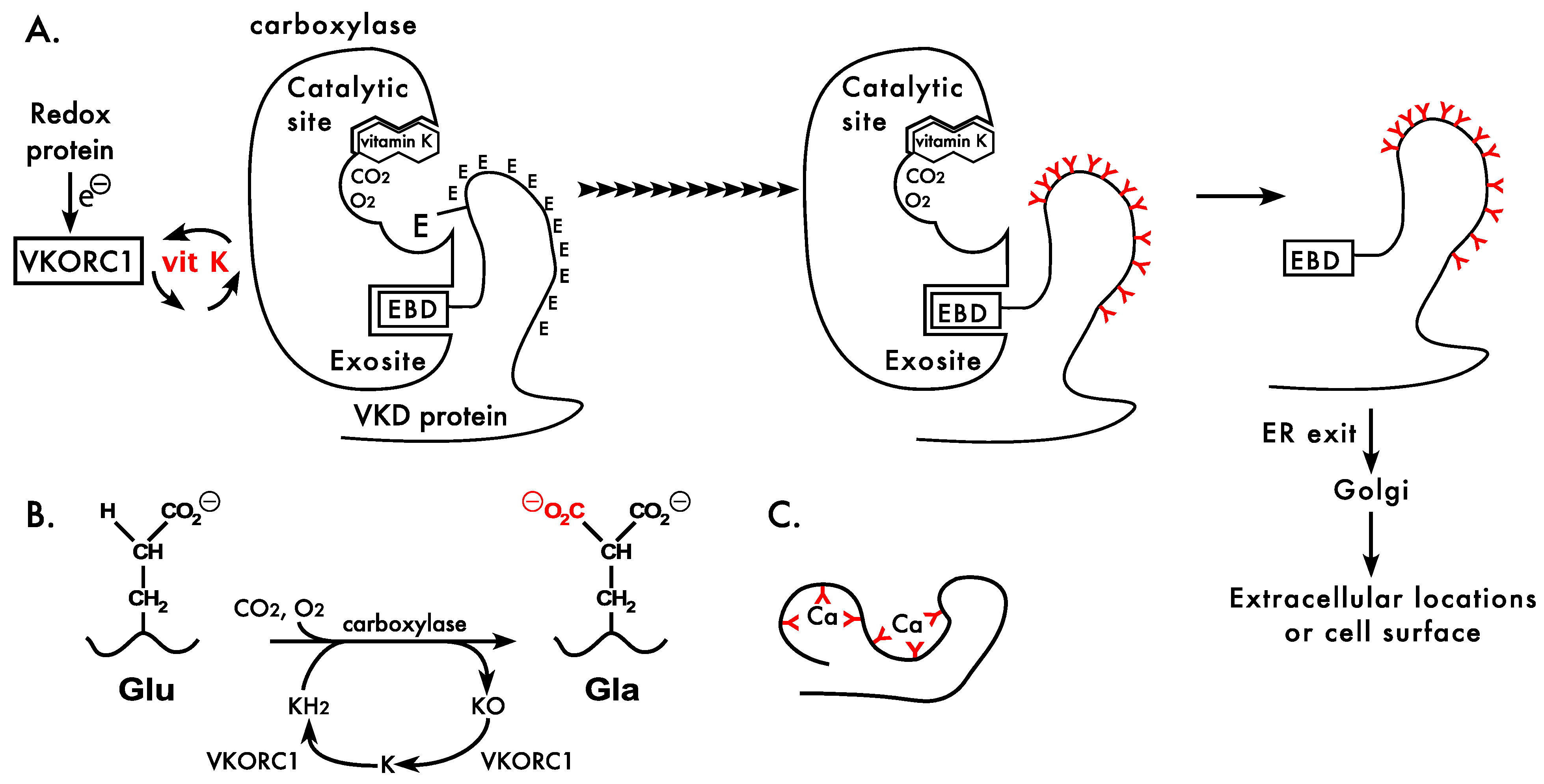 IJMS Free FullText Vitamin KDependent Protein Activation Normal