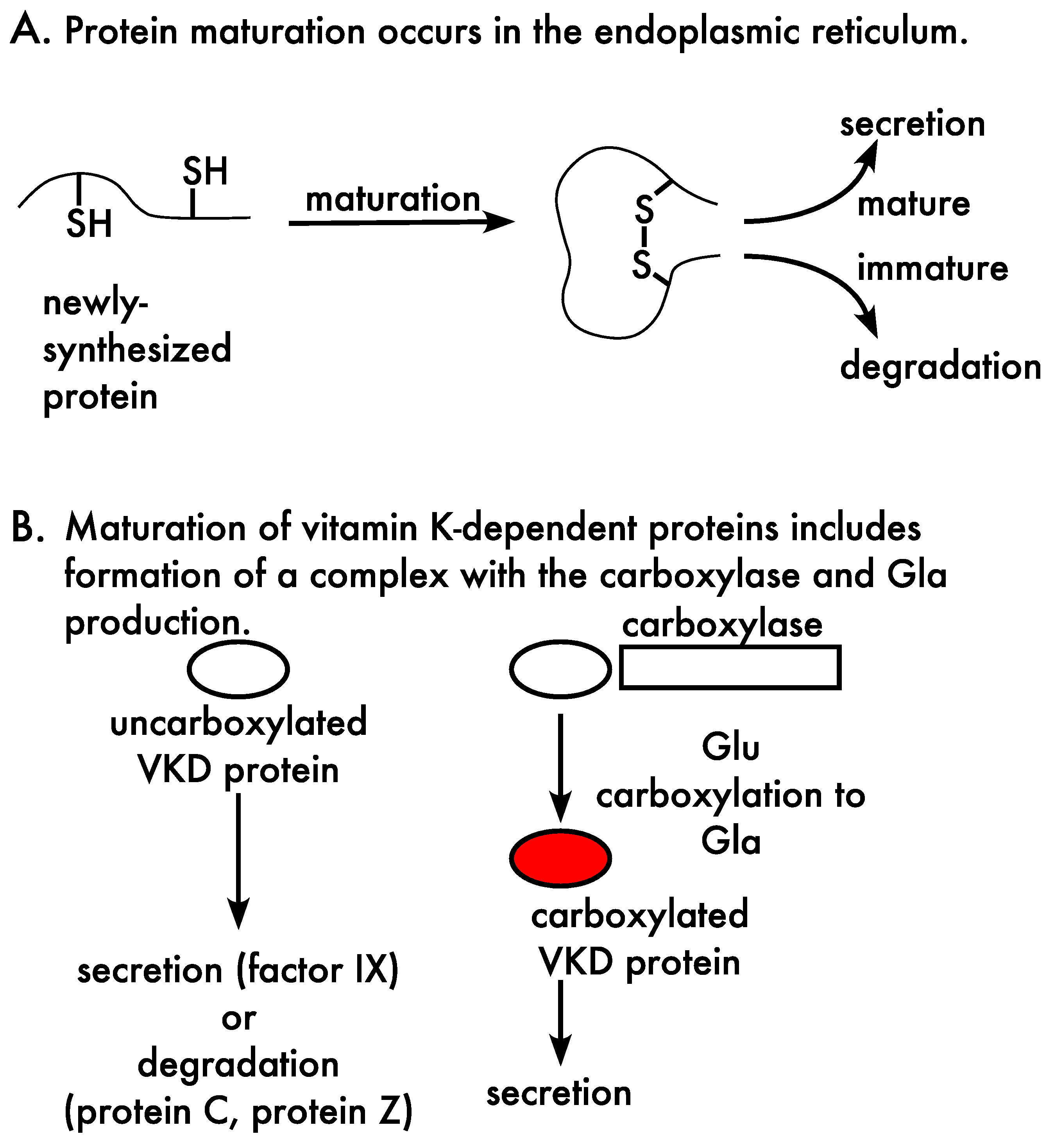 Ijms 23 05759 g003 550