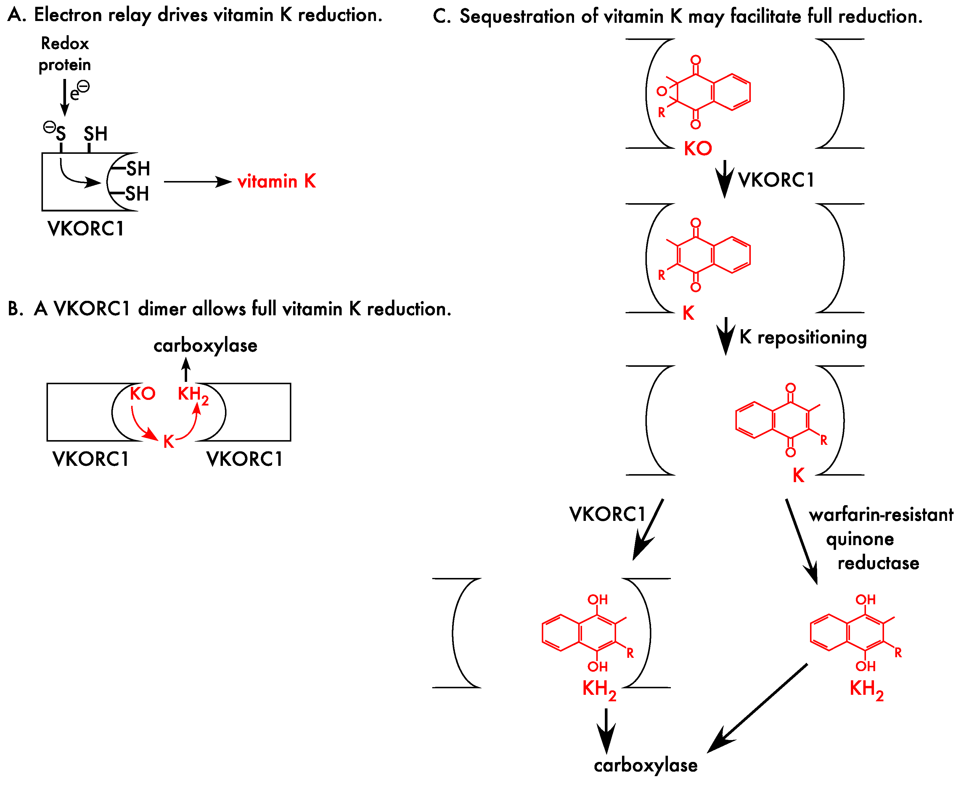 Ijms 23 05759 g004 550