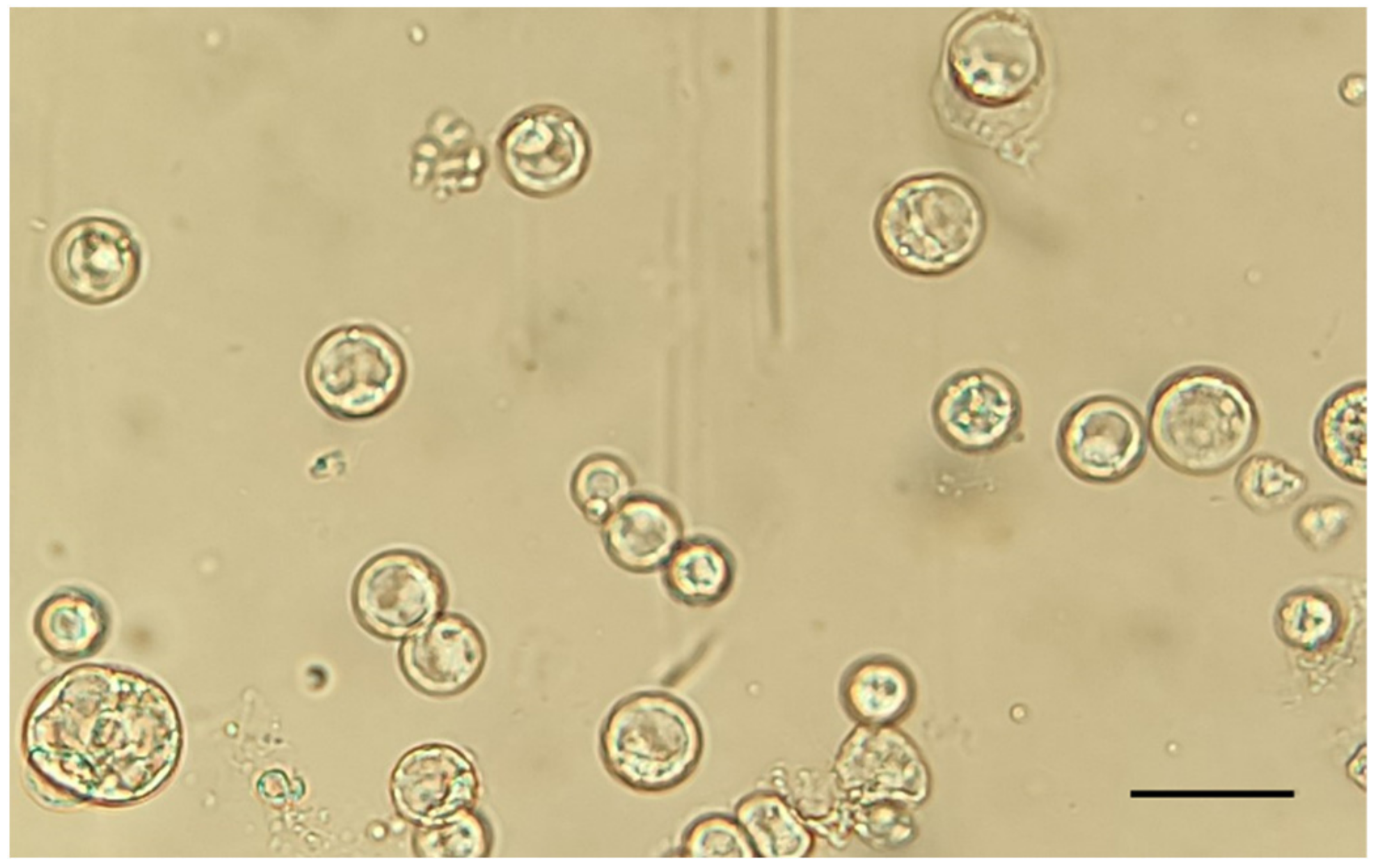 Ijms 23 05762 g001 Ijms 23 05762 g001