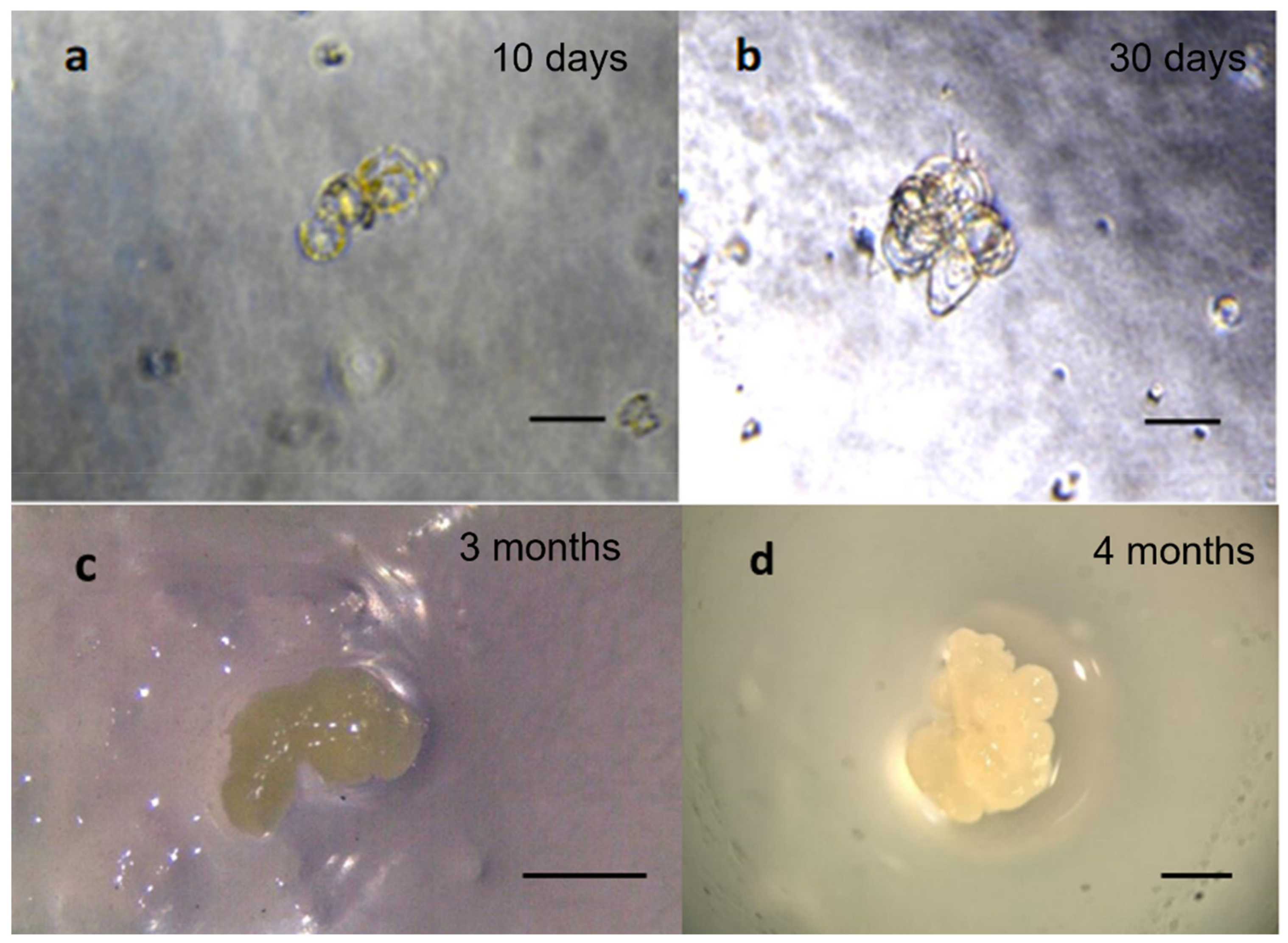 Ijms 23 05762 g003 Ijms 23 05762 g003