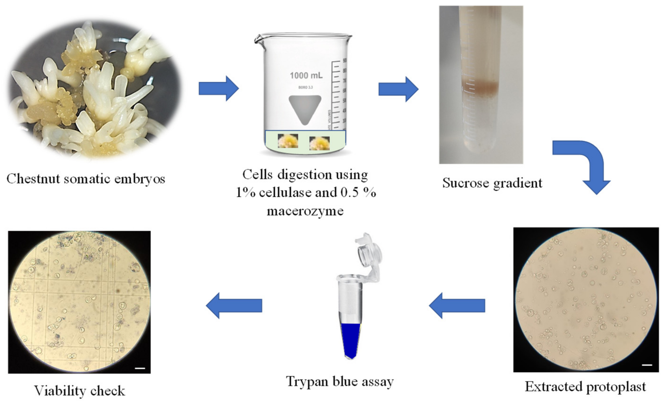 Ijms 23 05762 g004 Ijms 23 05762 g004