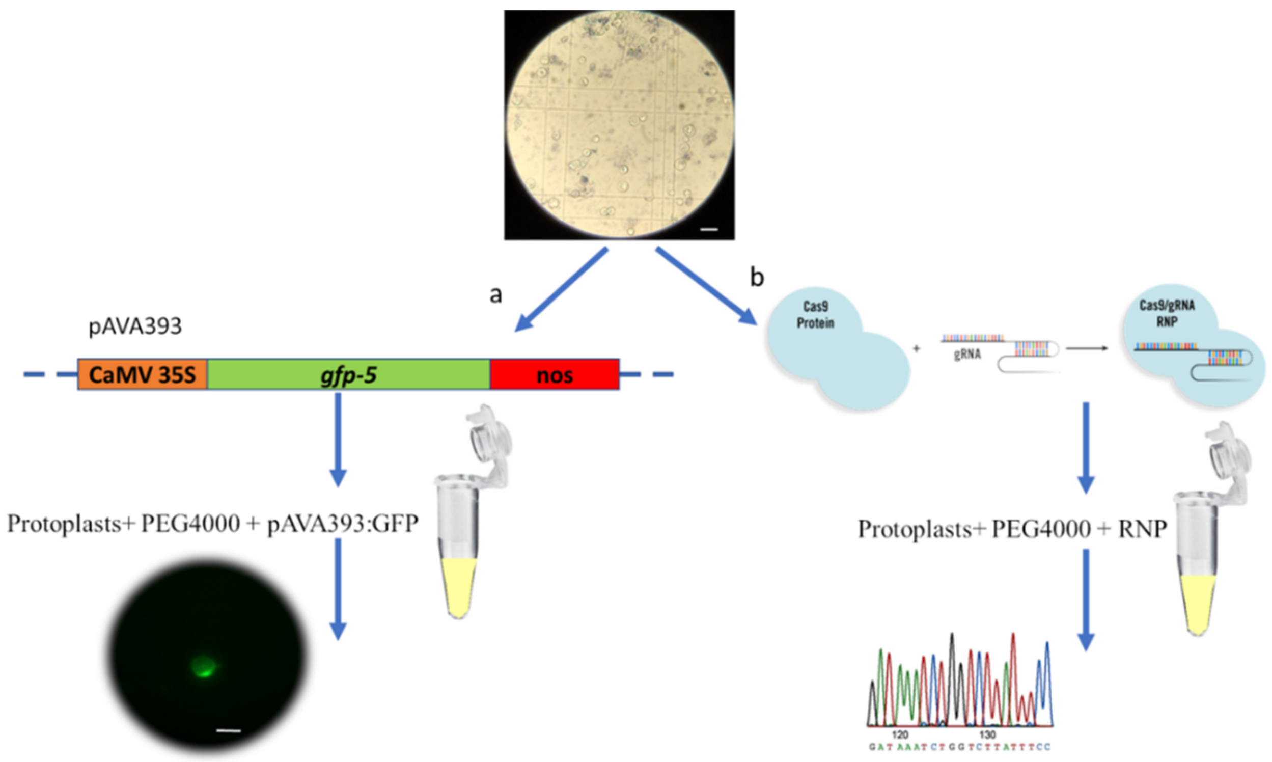 Ijms 23 05762 g005 Ijms 23 05762 g005