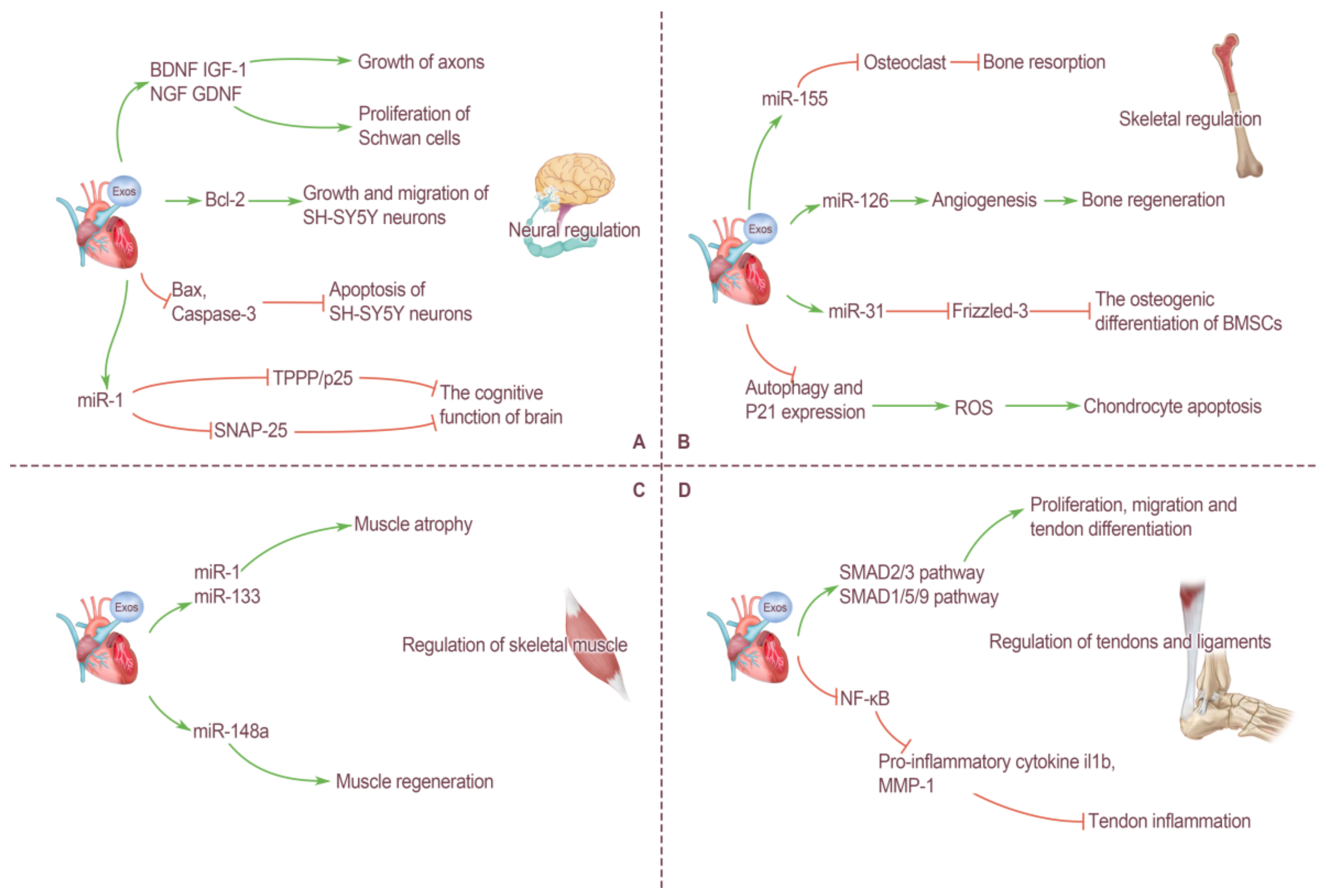 Ijms 23 05765 g002 550