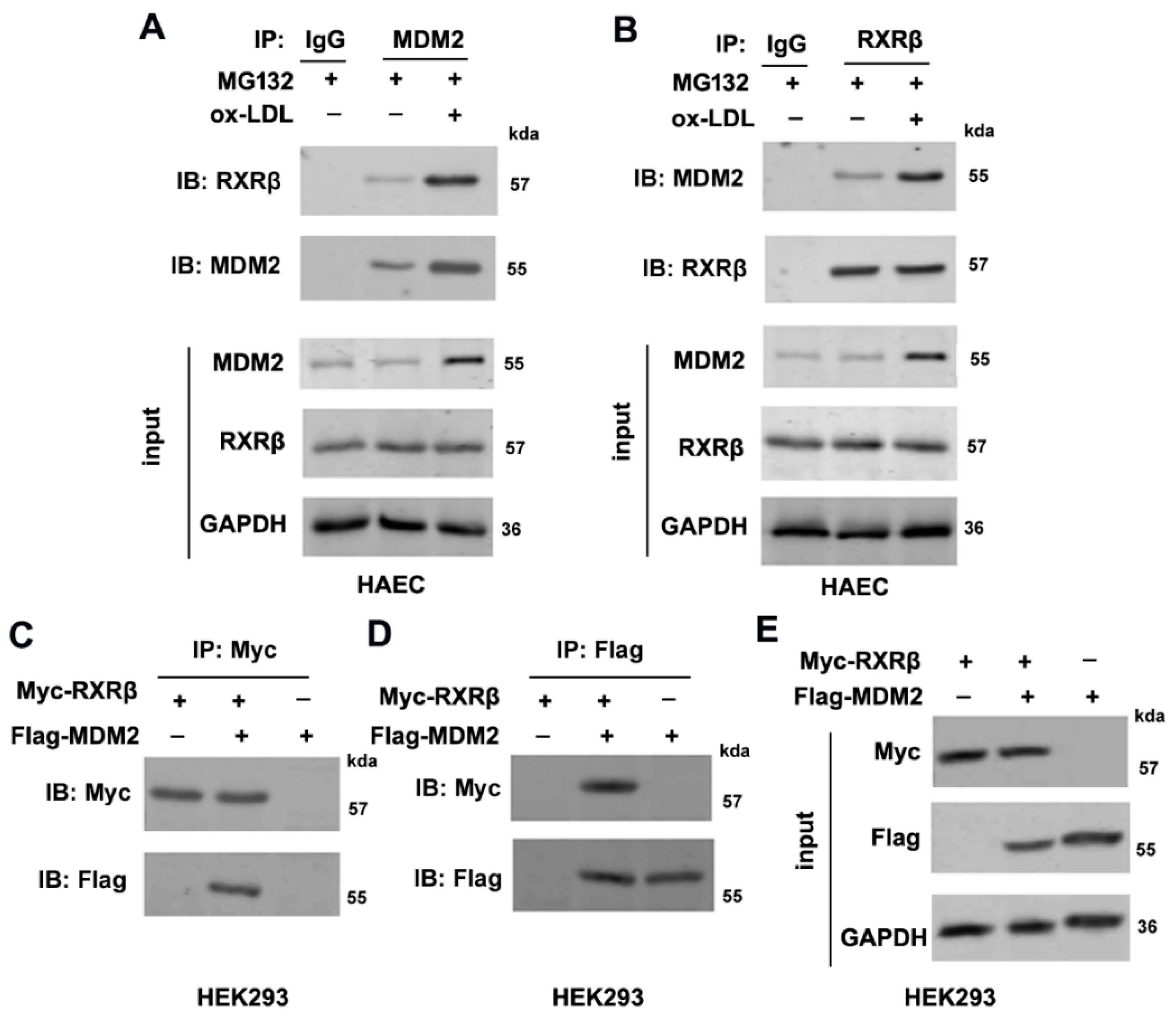 Ijms 23 05766 g004 550
