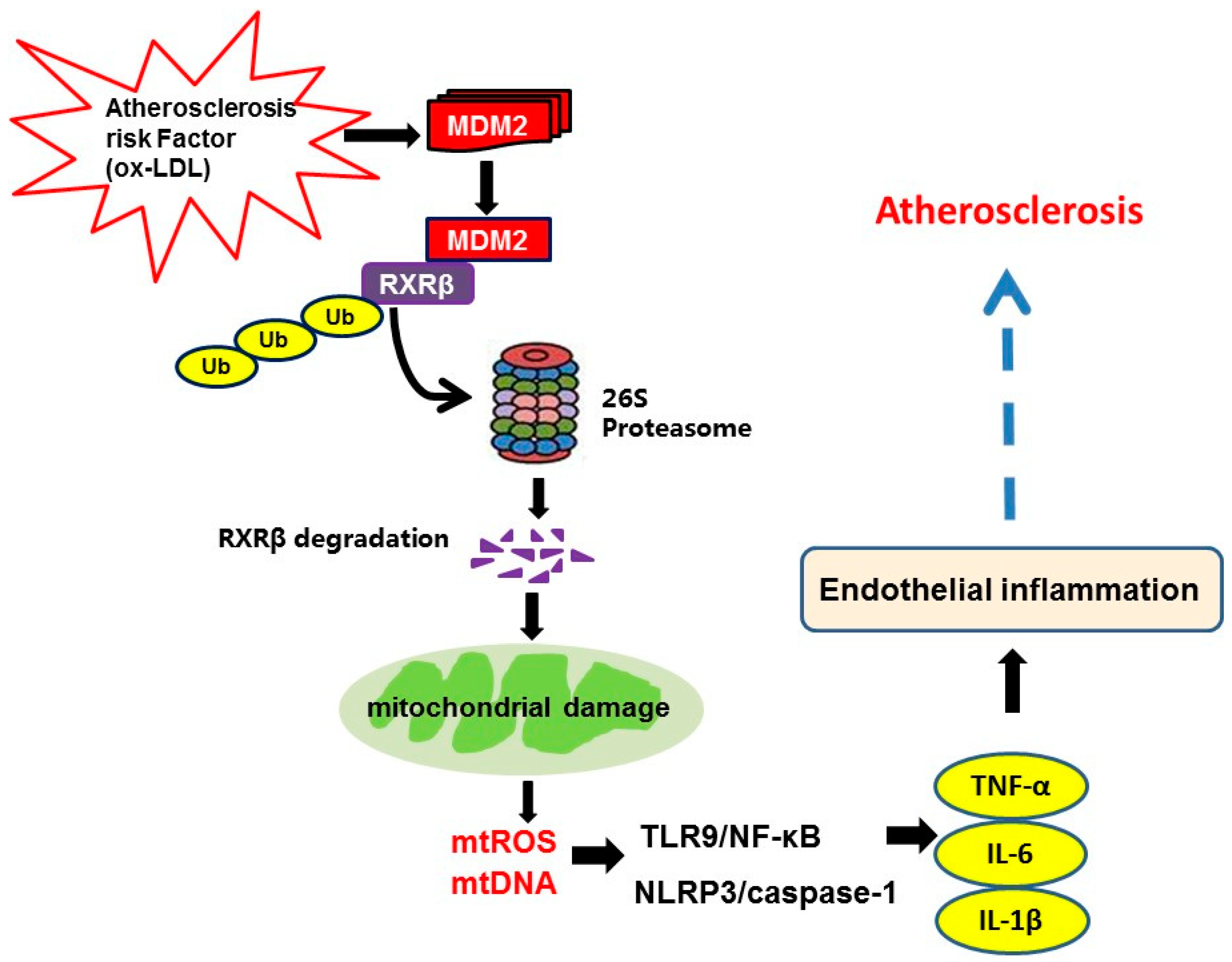 Ijms 23 05766 g010 550