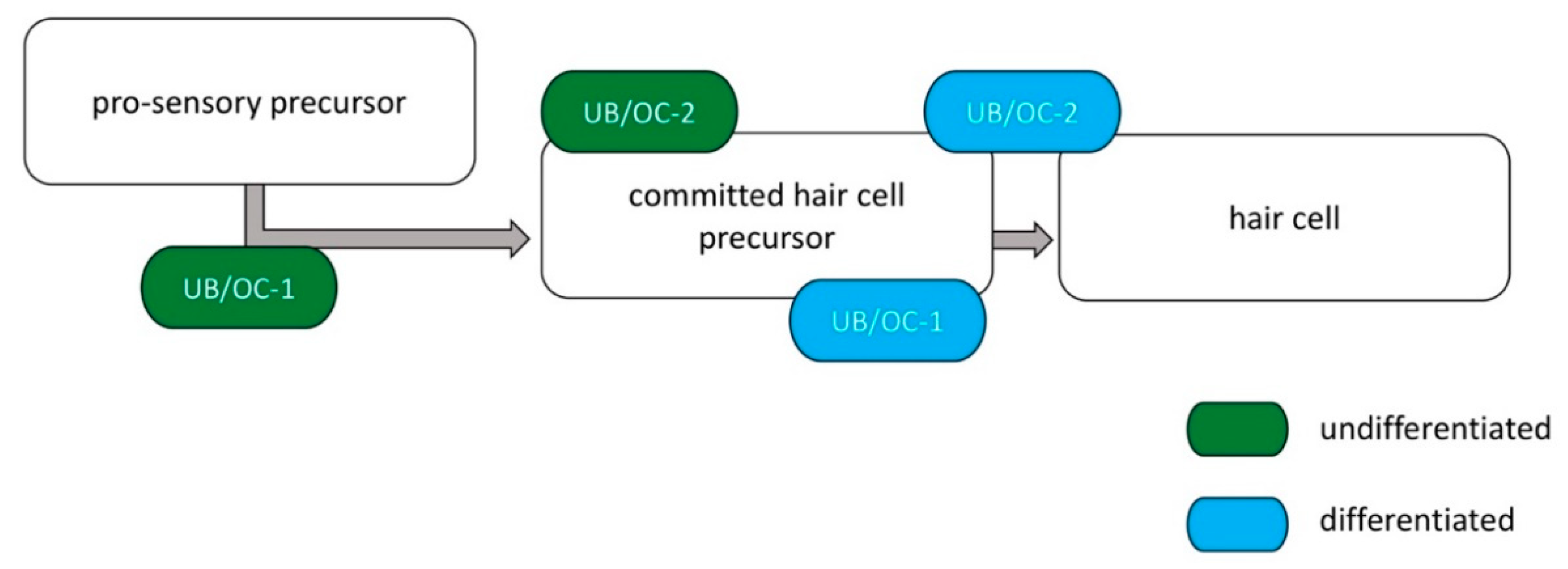 Ijms 23 05780 g008 550