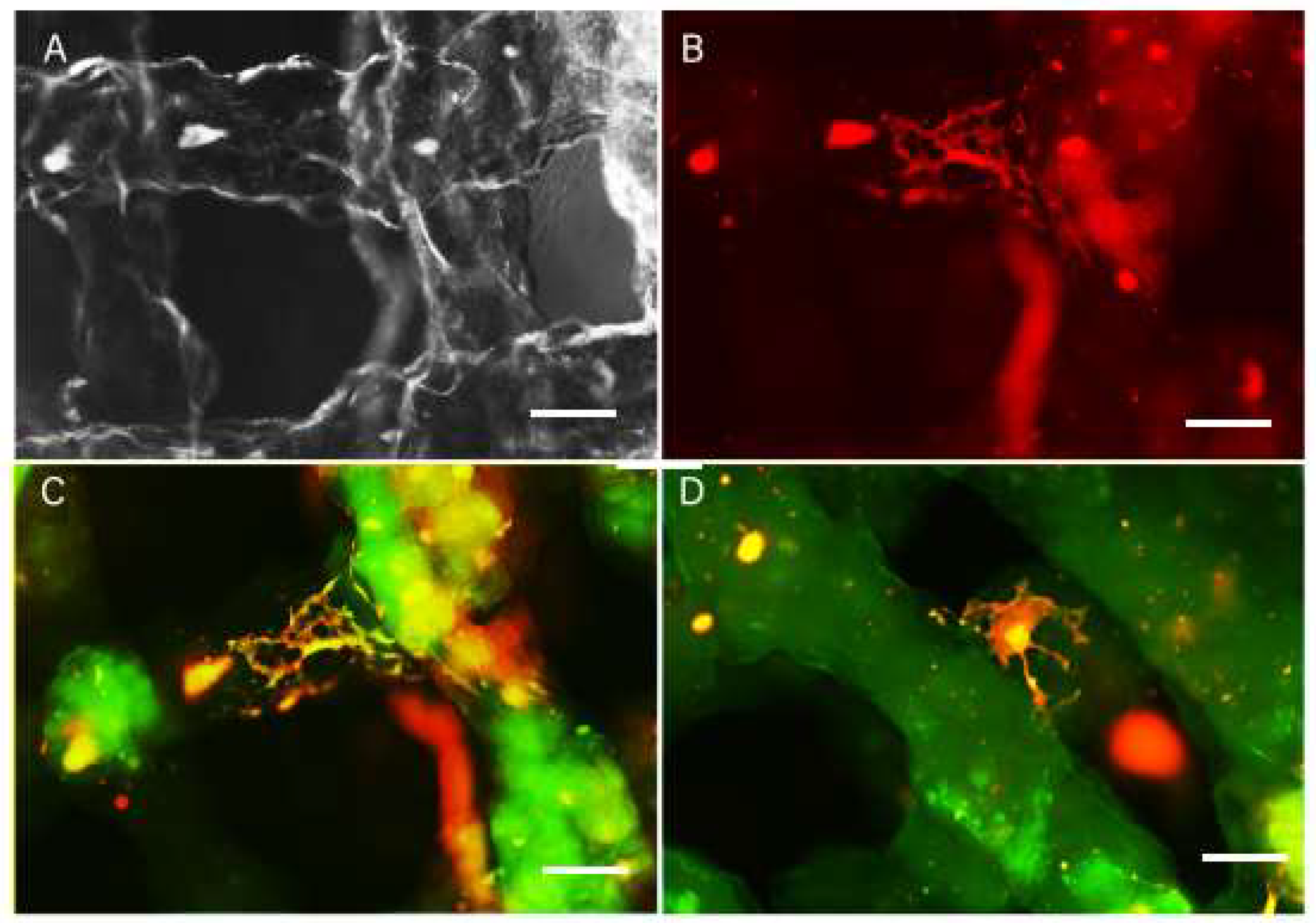 Ijms 23 05788 g006 550