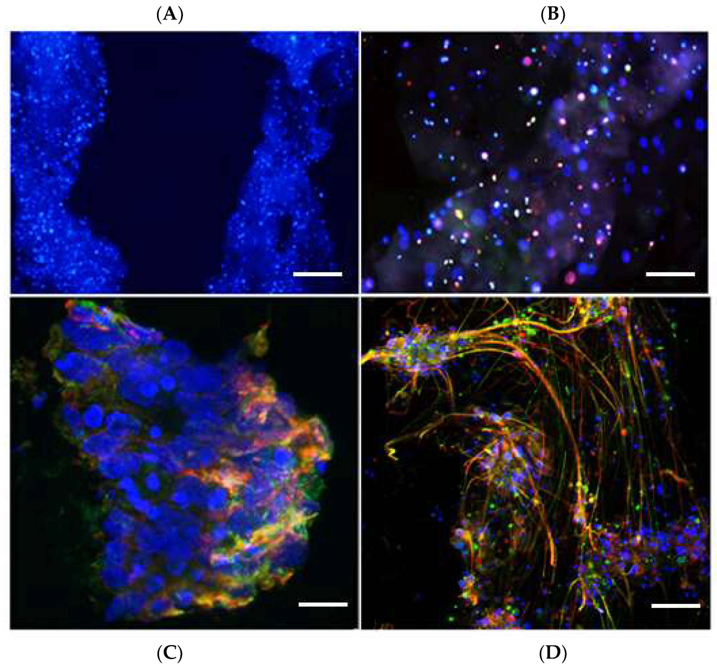 Ijms 23 05788 g007 550