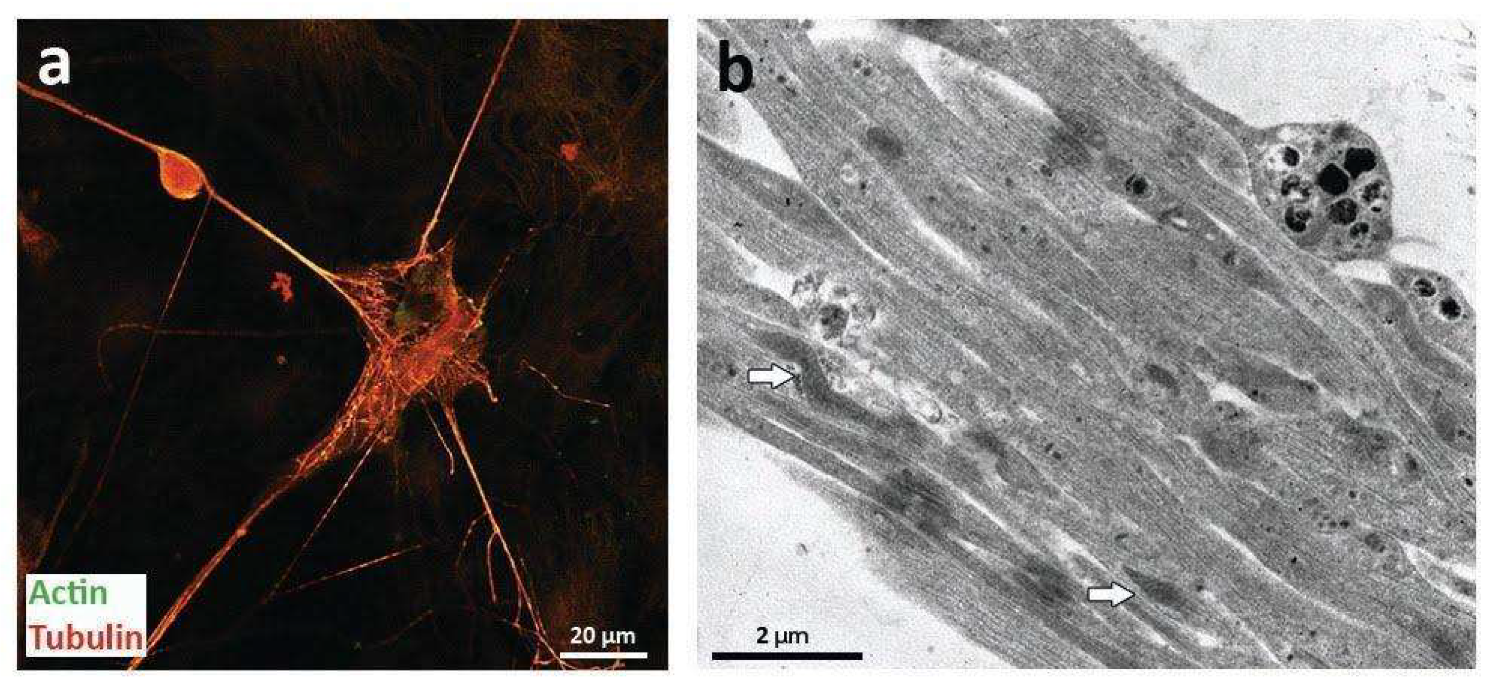 Ijms 23 05791 g002 550