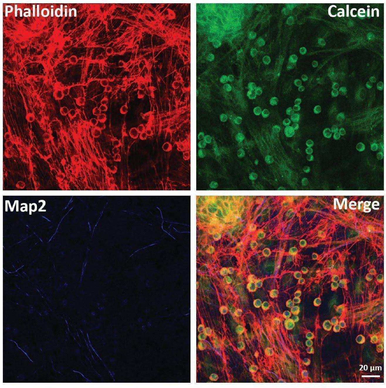 Ijms 23 05791 g003 550