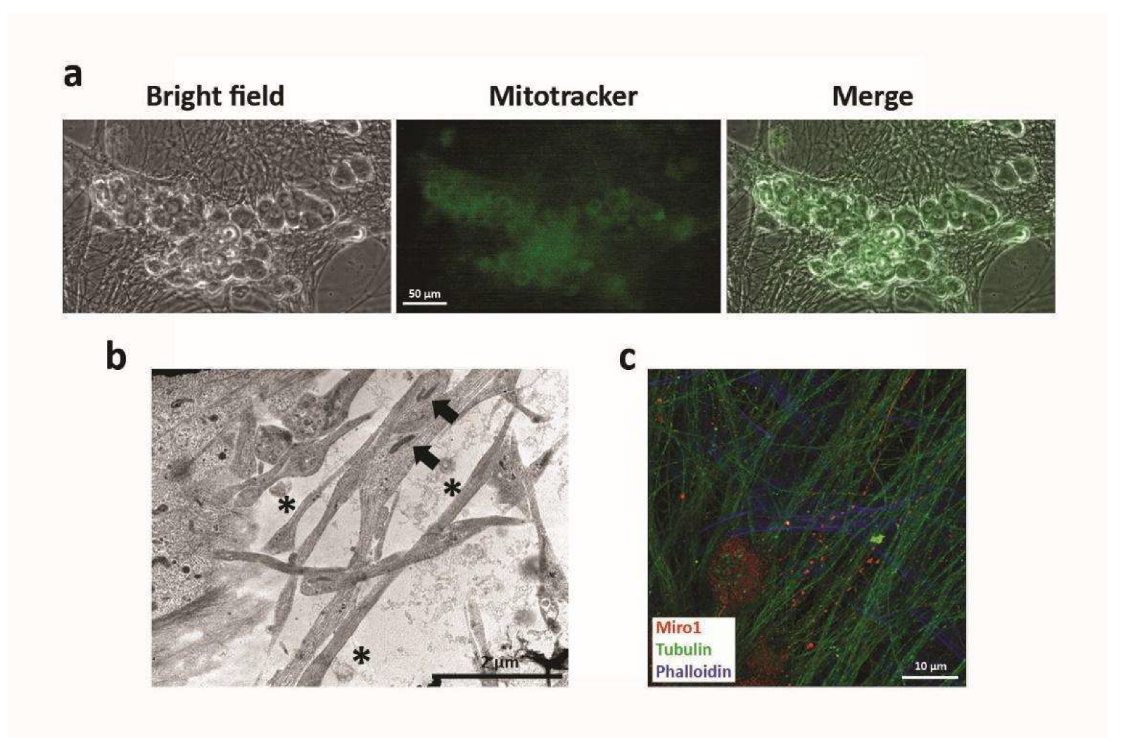 Ijms 23 05791 g005 550