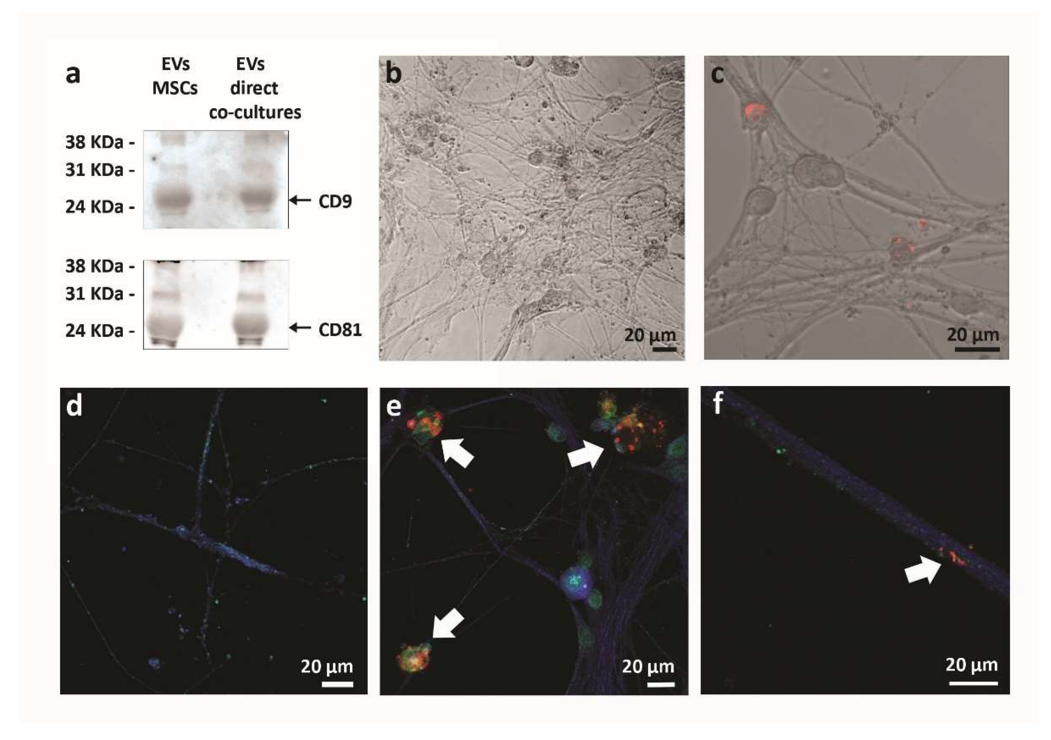 Ijms 23 05791 g006 550