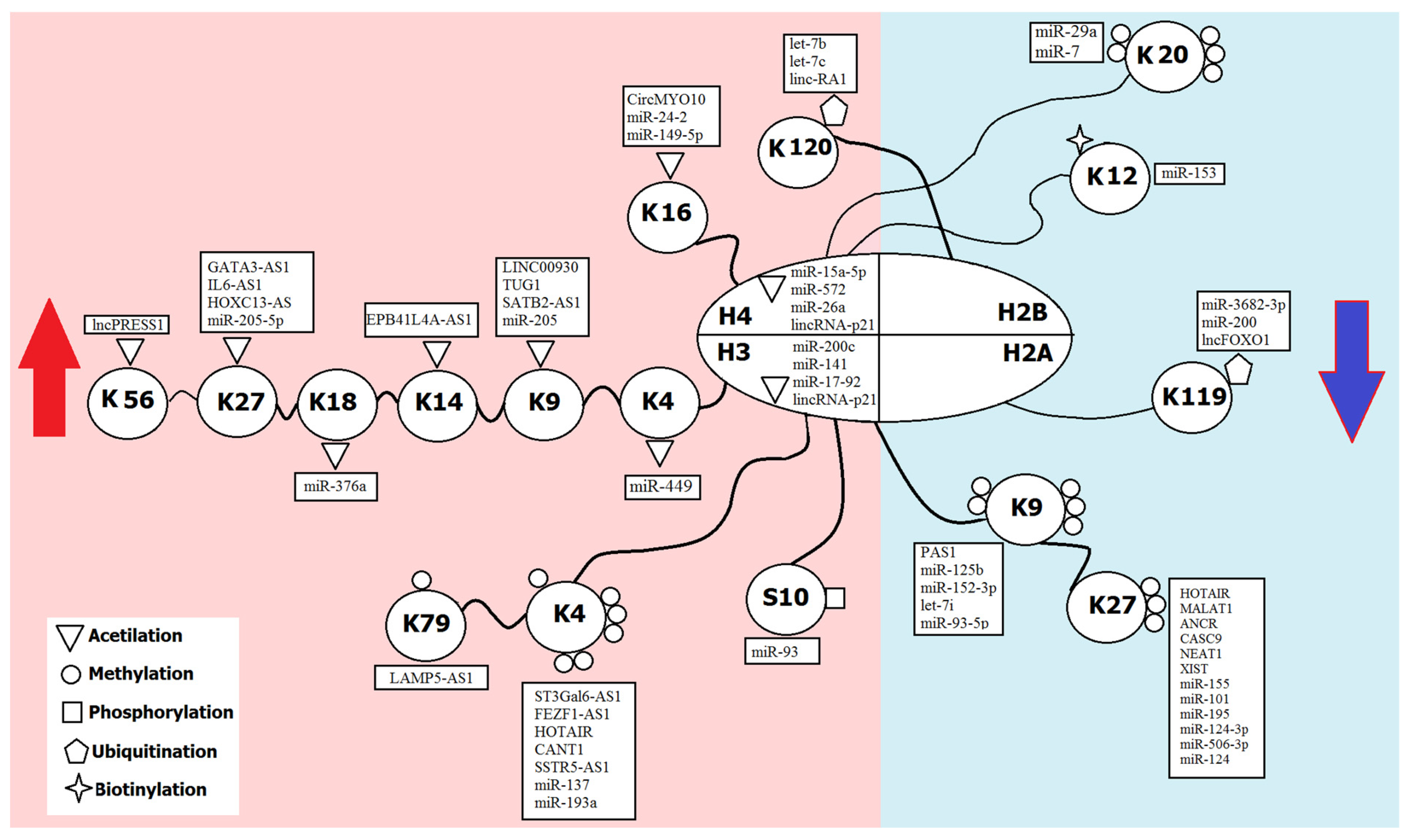 Histone methyltransferases Setd1b increases H3K4me3 level to